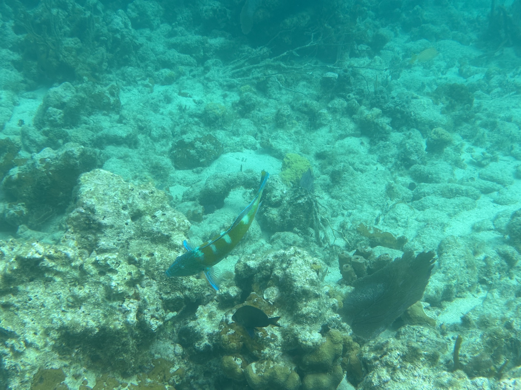 Fish