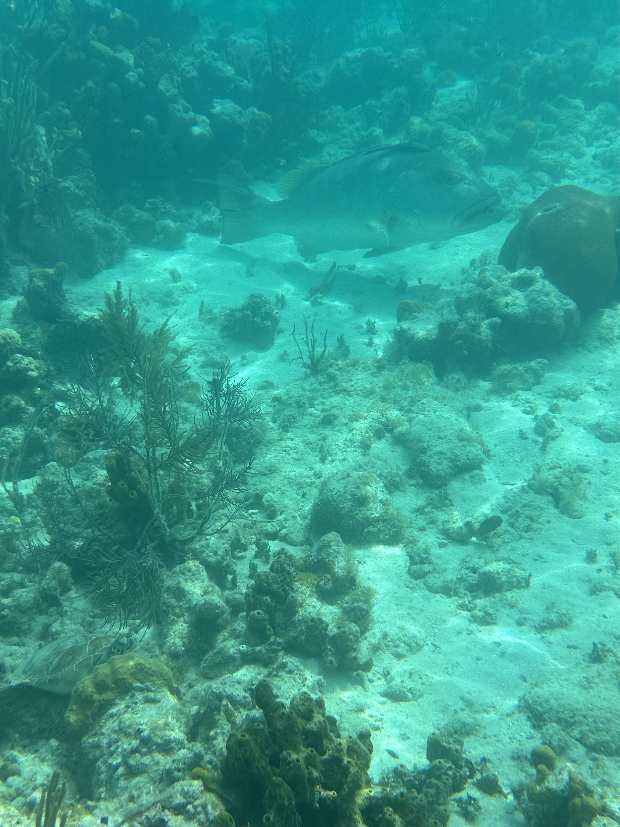 Fish