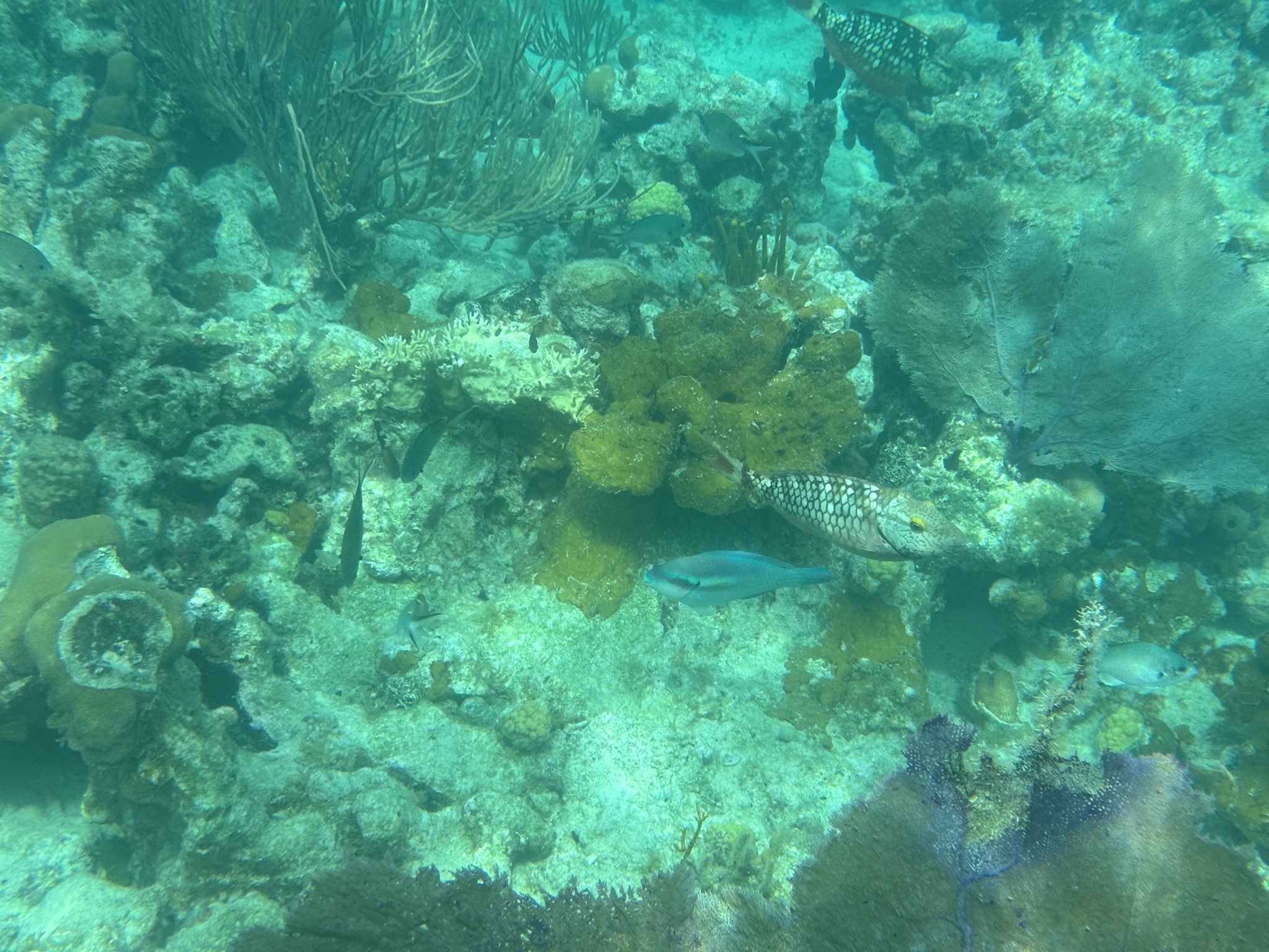 Fish