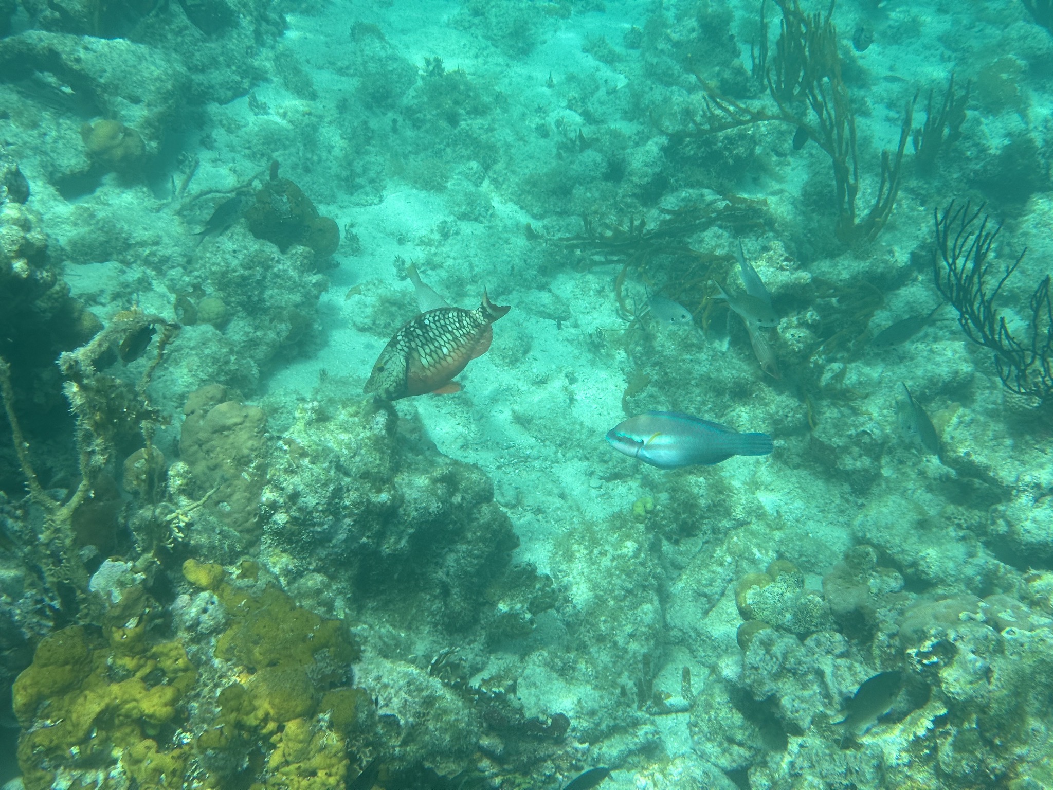 Fish
