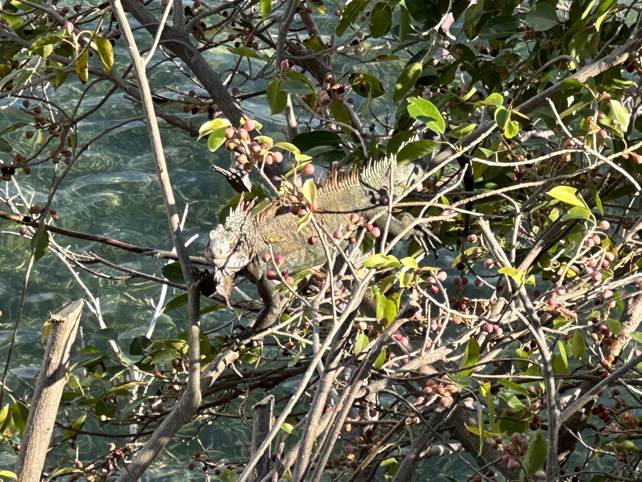 Iguana