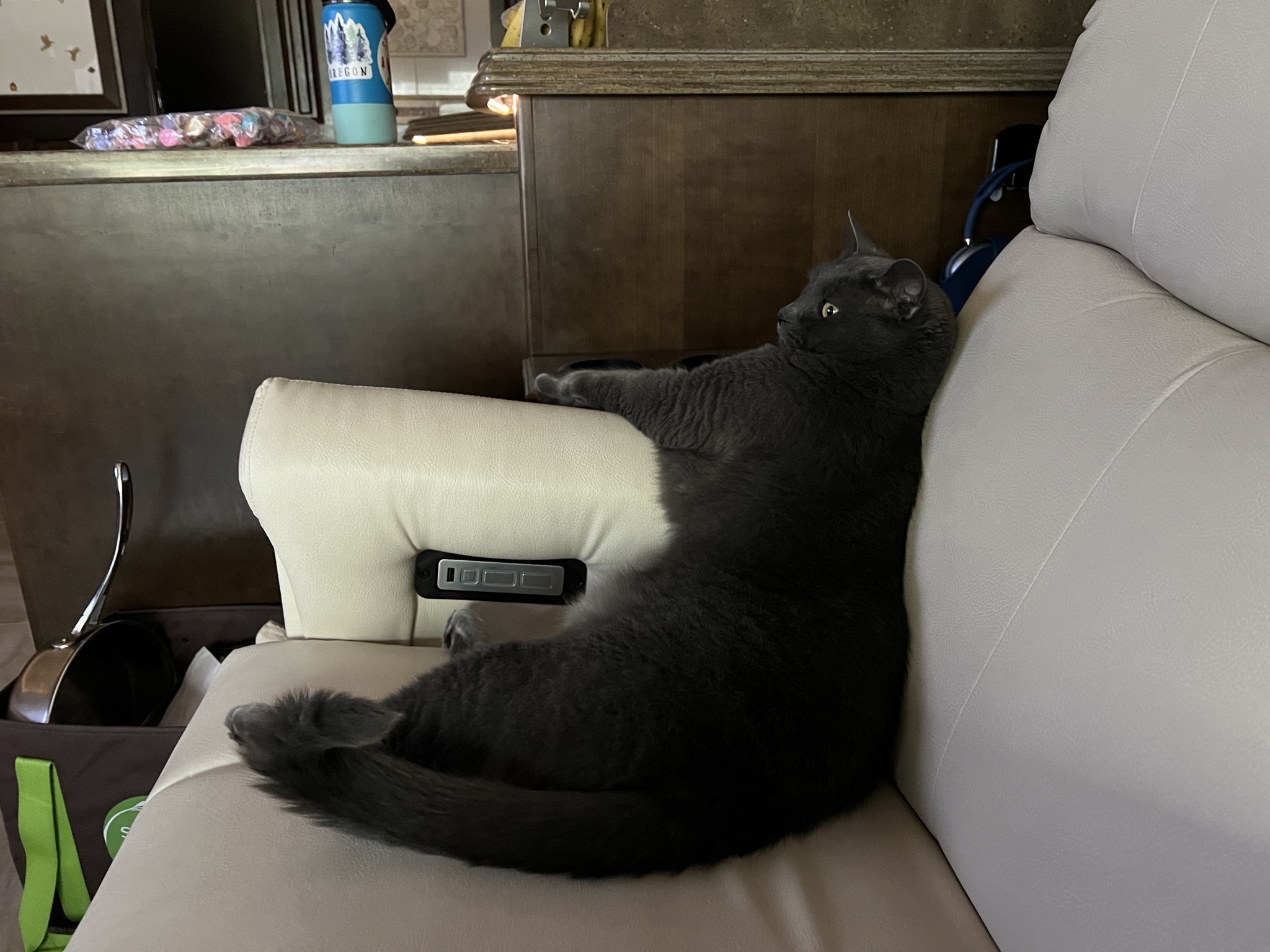 Paladin on the couch