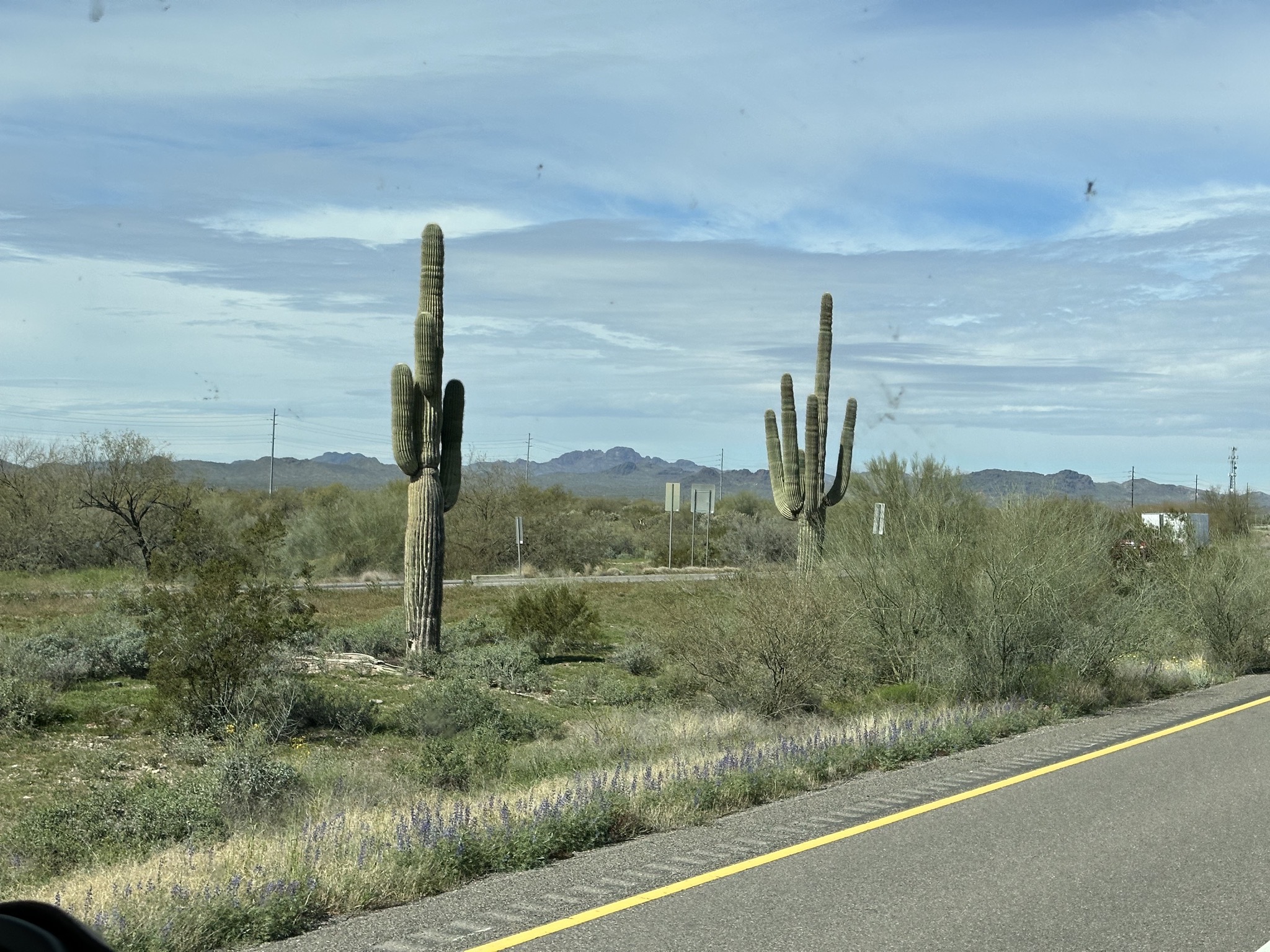 Saguaro cacti
