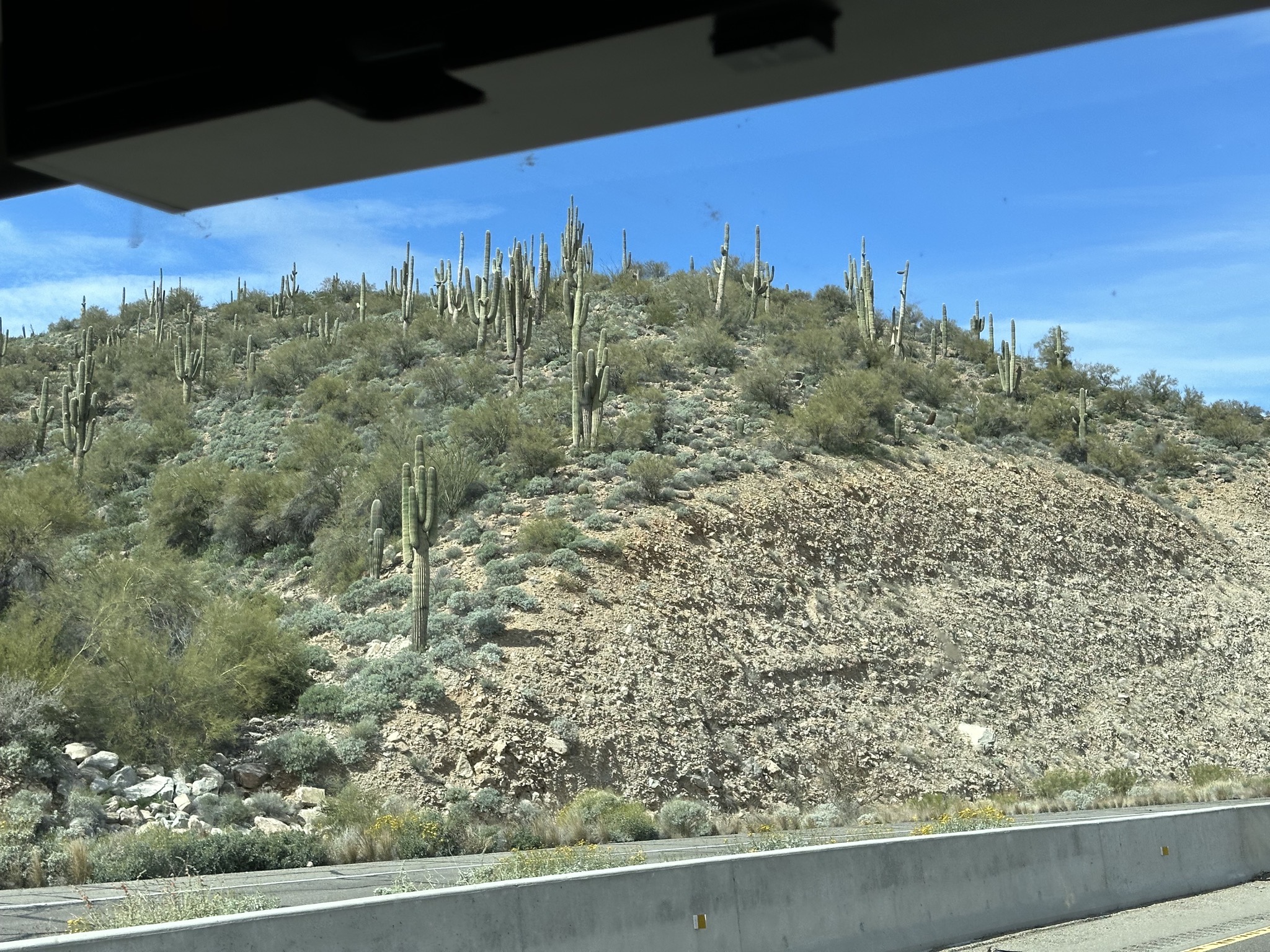 Saguaros