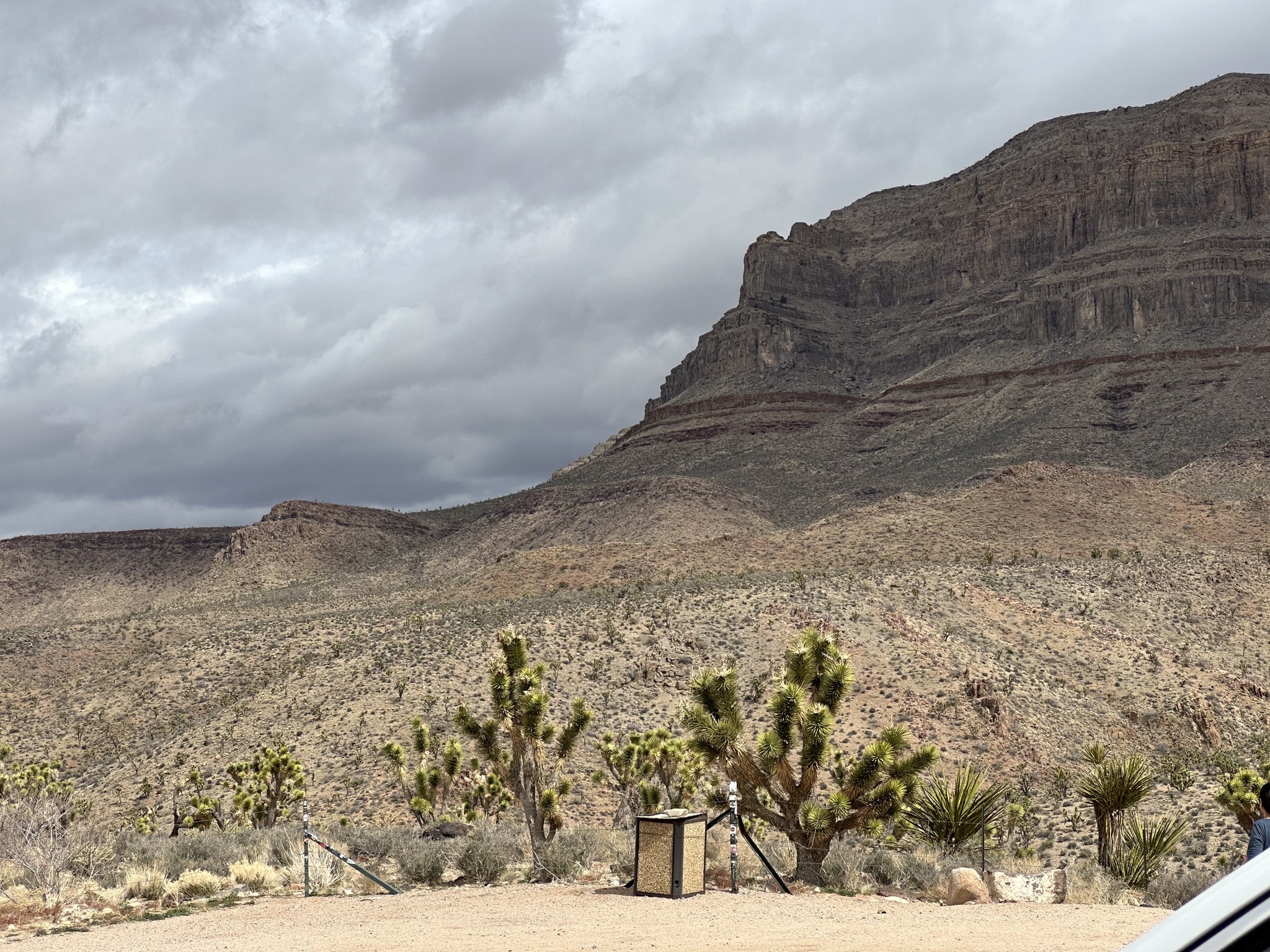 Joshua trees and mountain