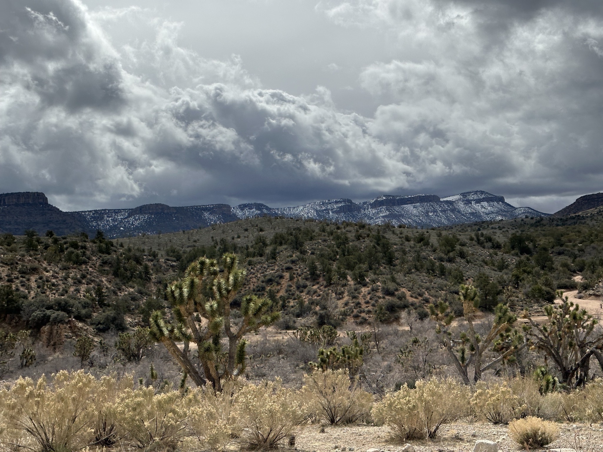 Joshua trees and snowy mountain