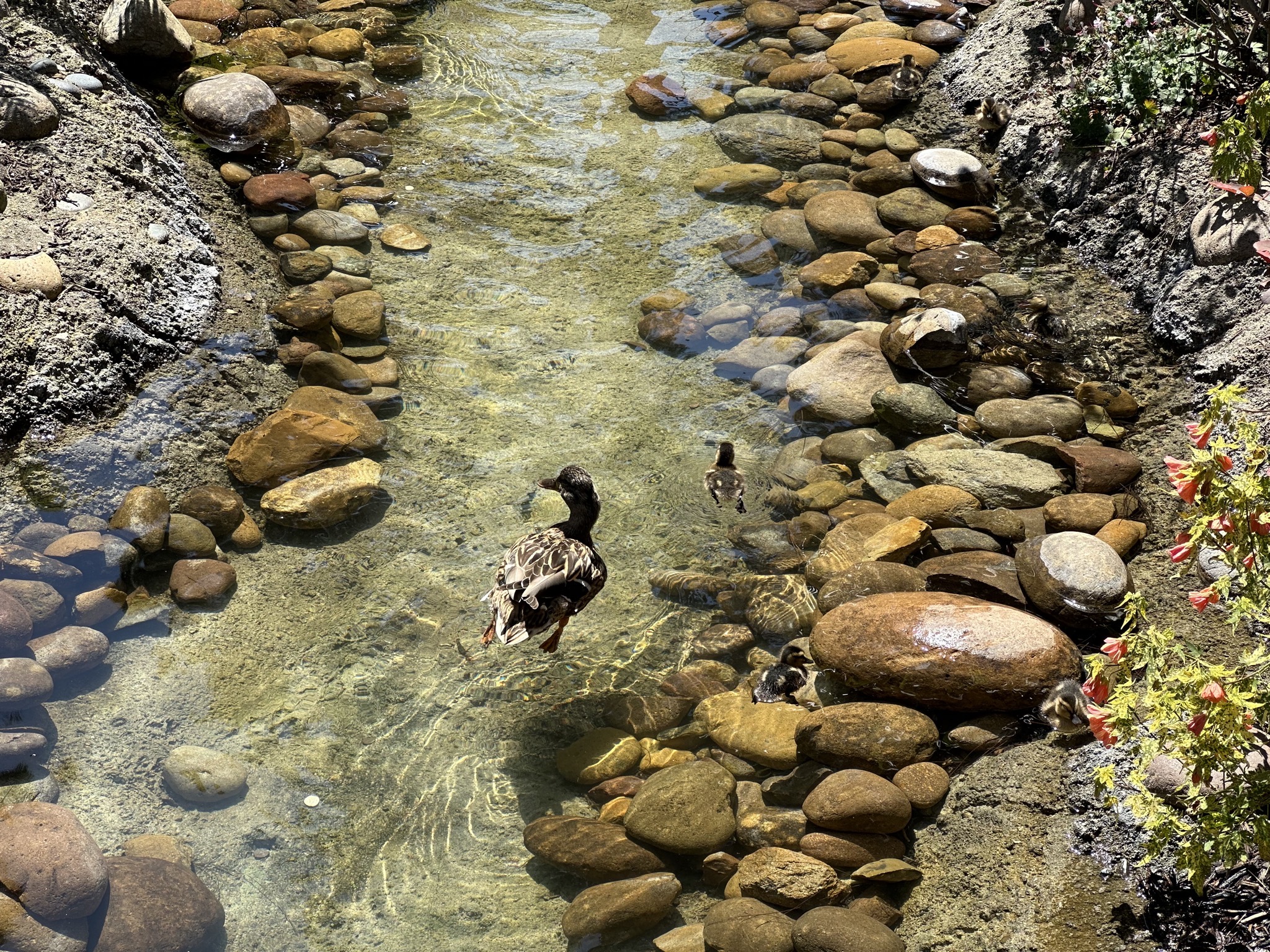 Duck and ducklings