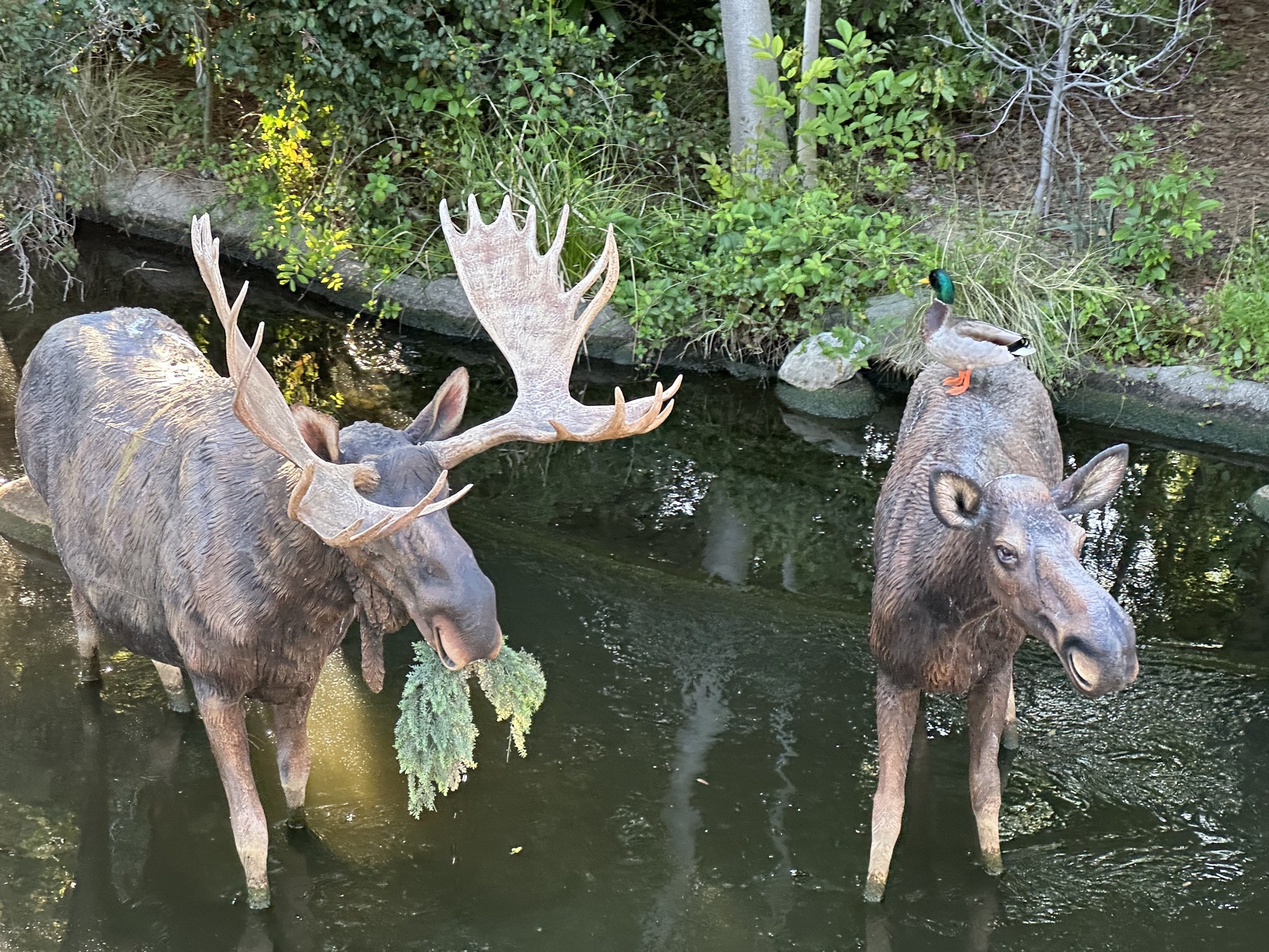 Duck on moose