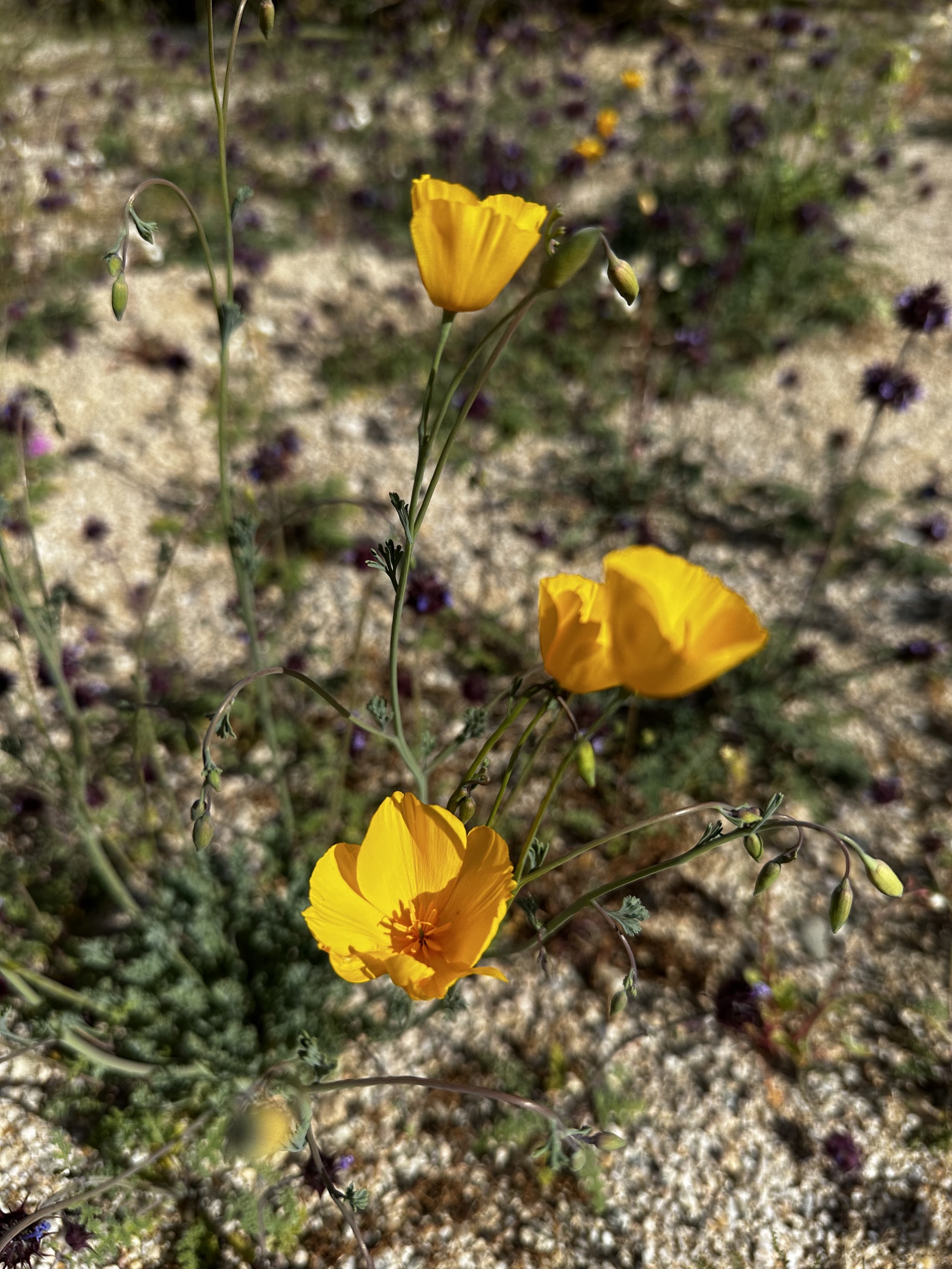 Wildflowers
