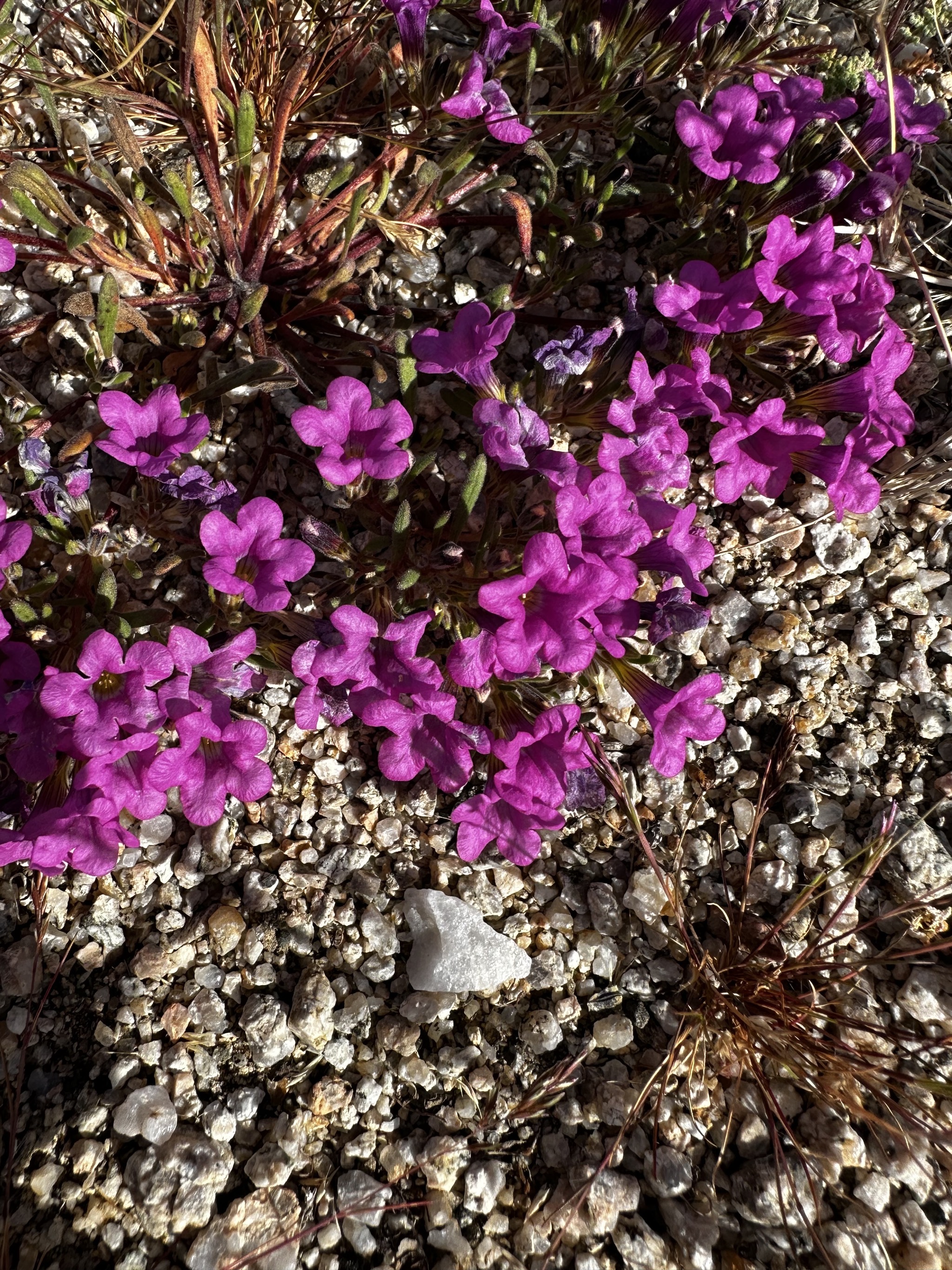 Wildflowers