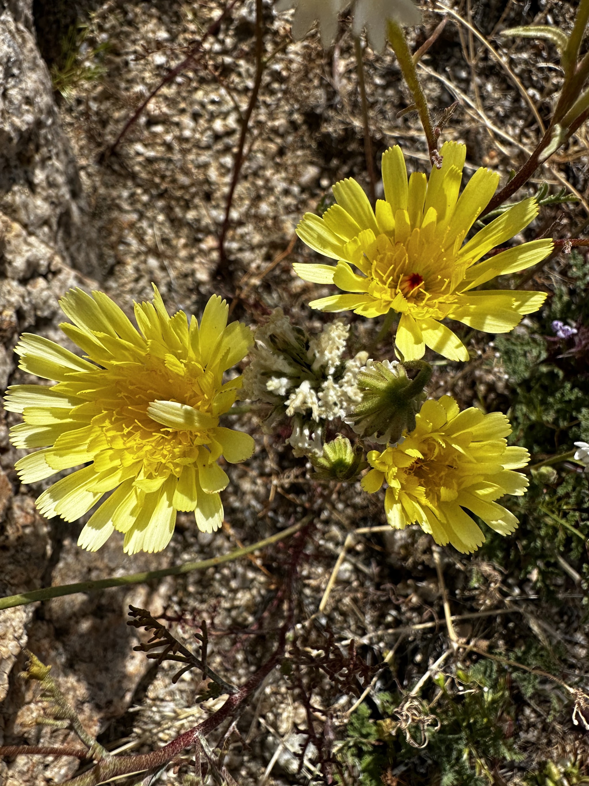 Wildflowers