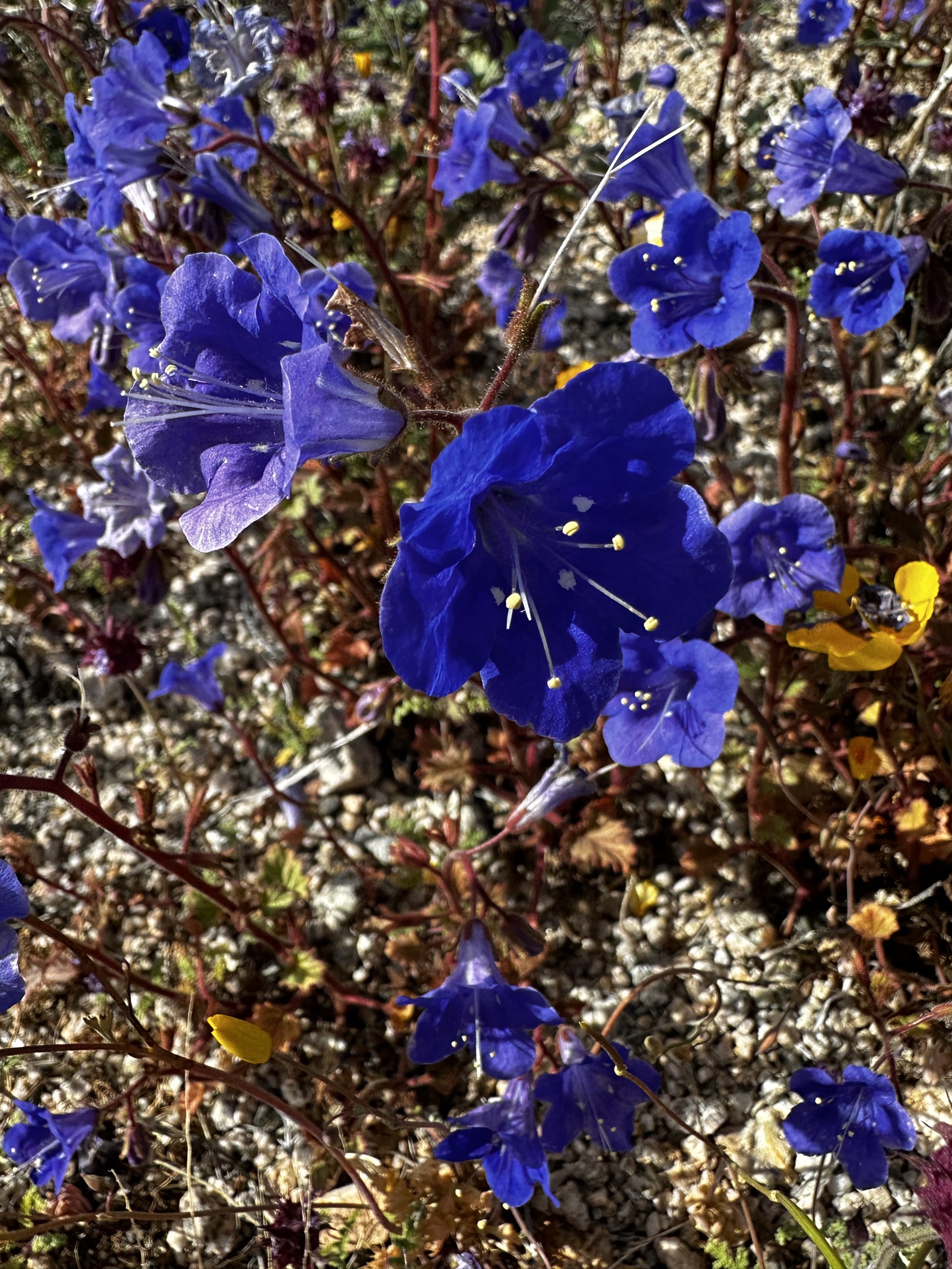 Wildflowers
