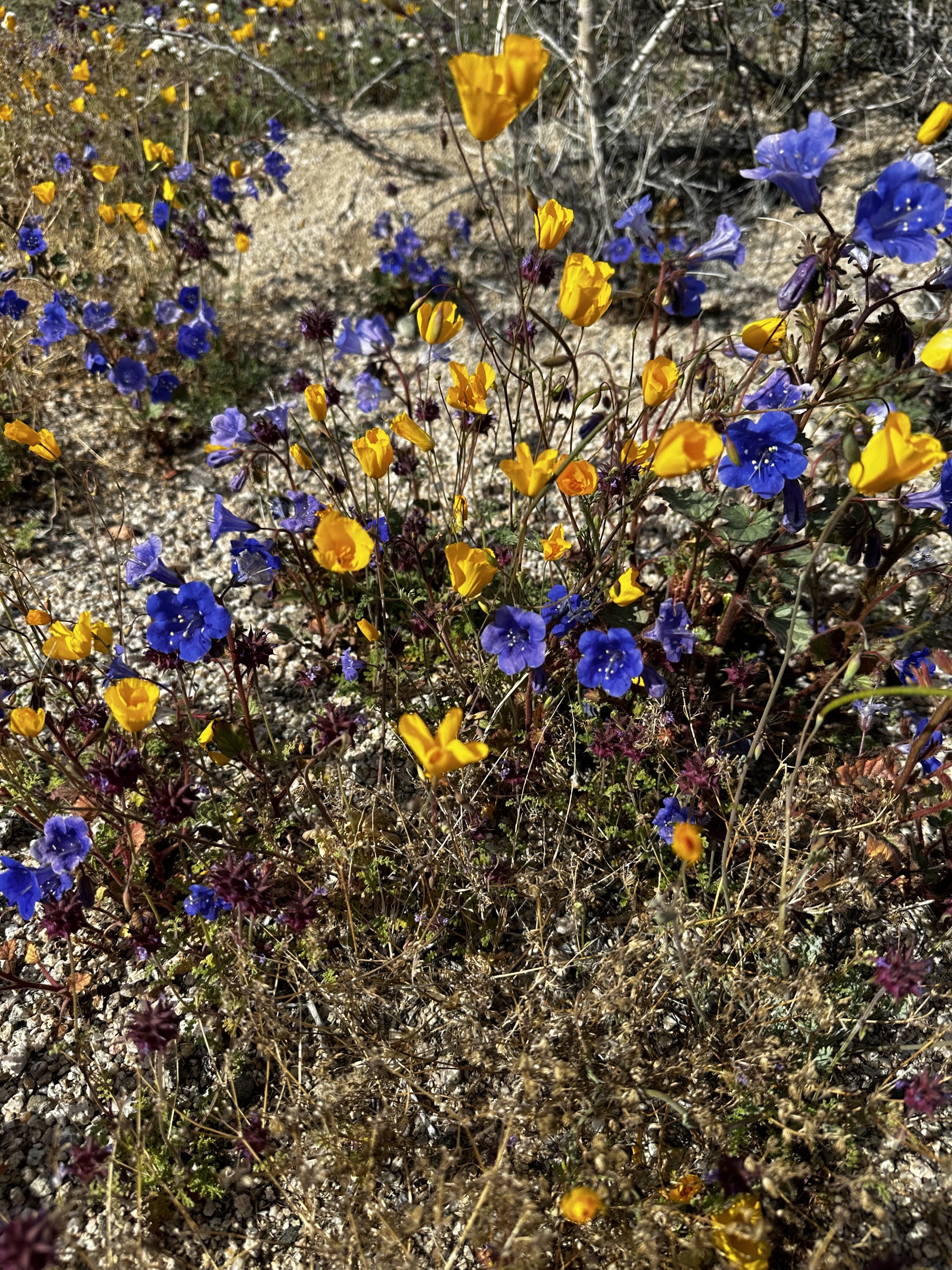 Wildflowers