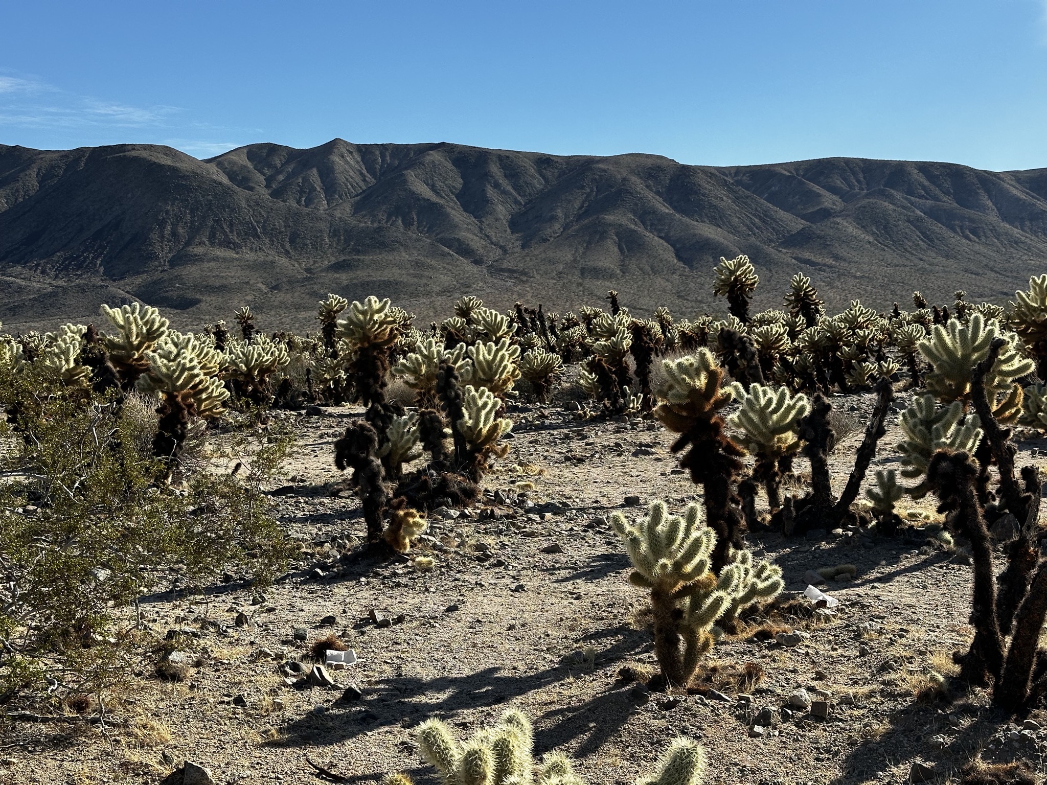 Joshua trees