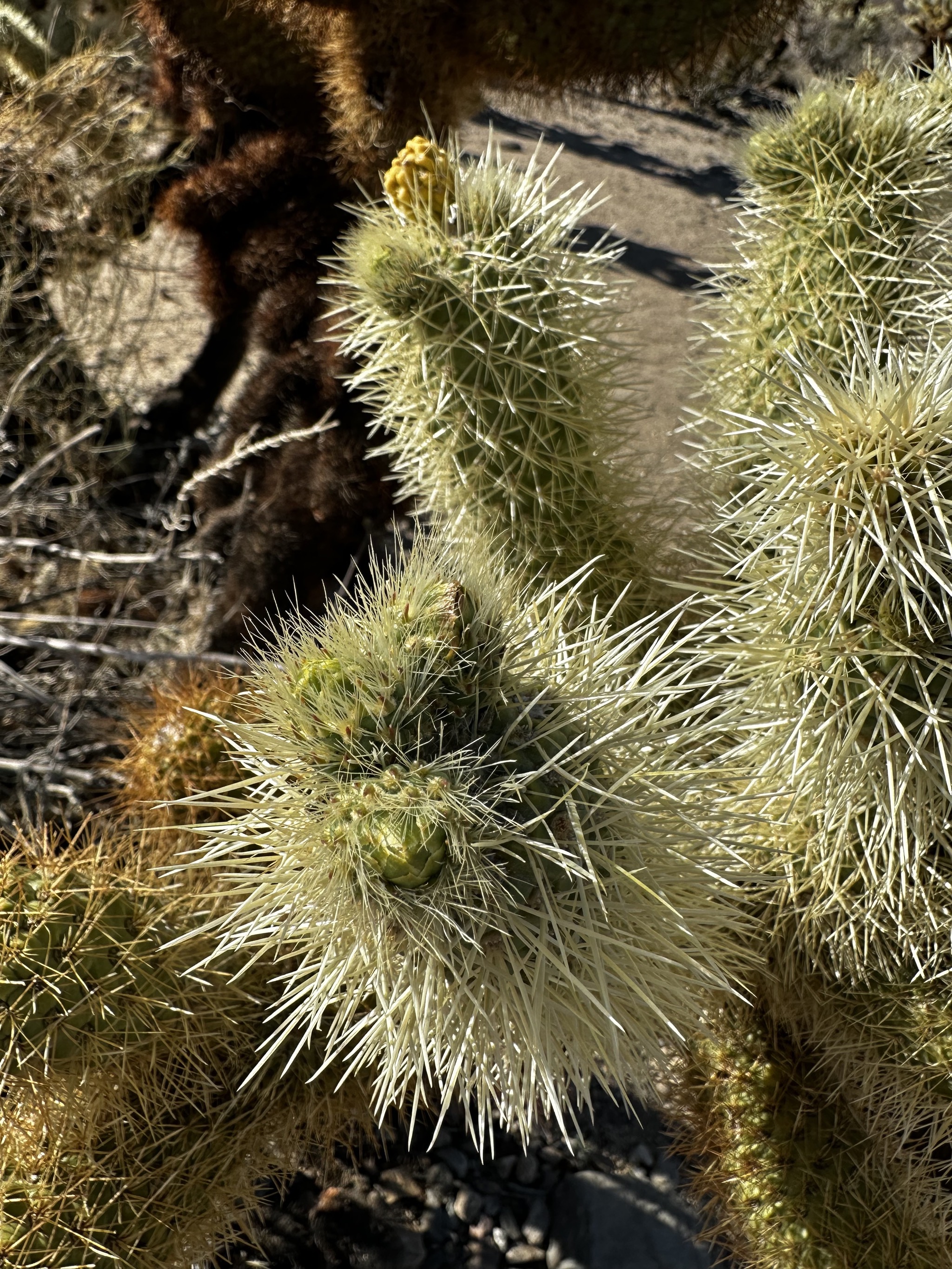Cholla Cactus Garden