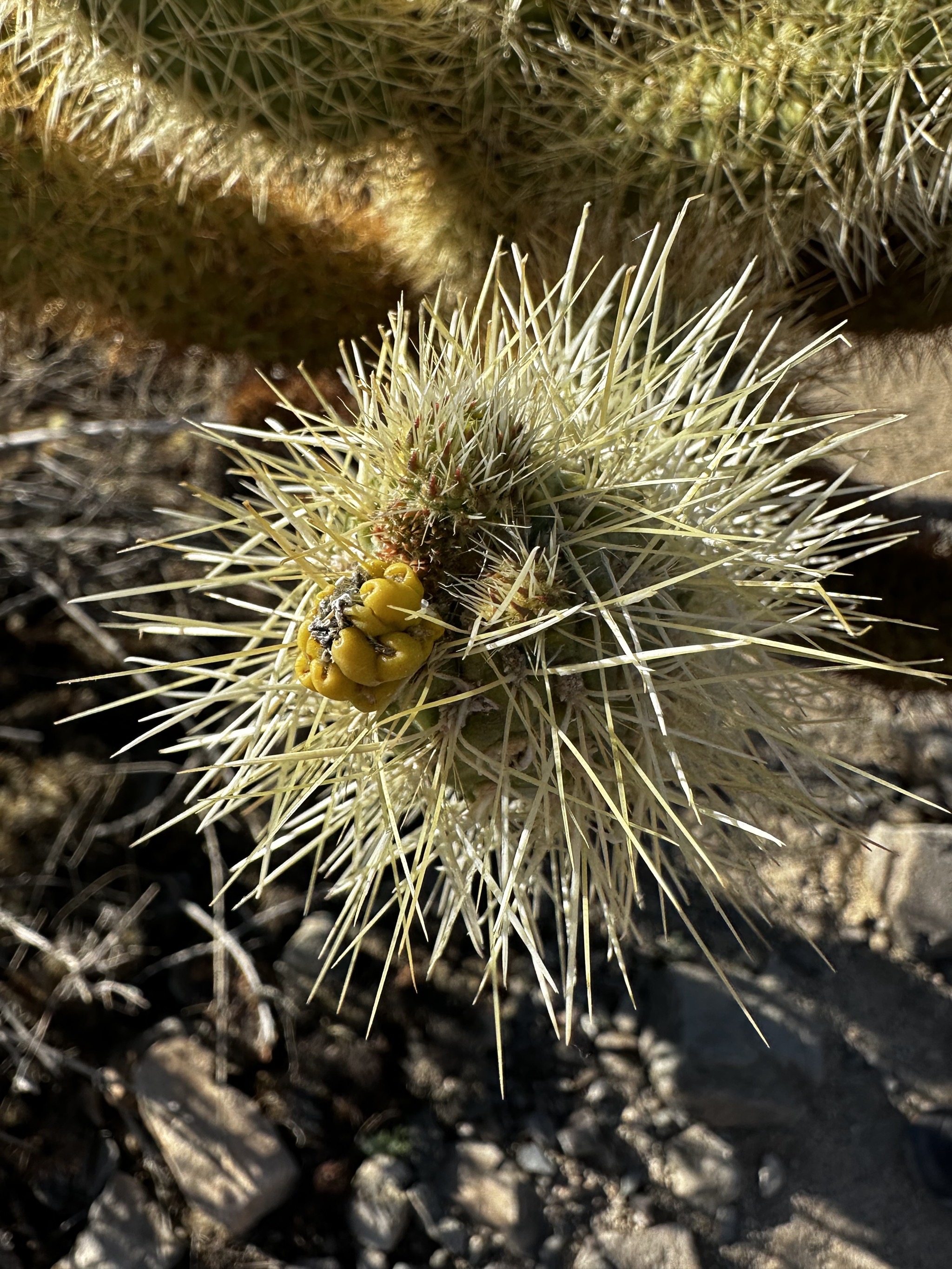Cholla Cactus Garden