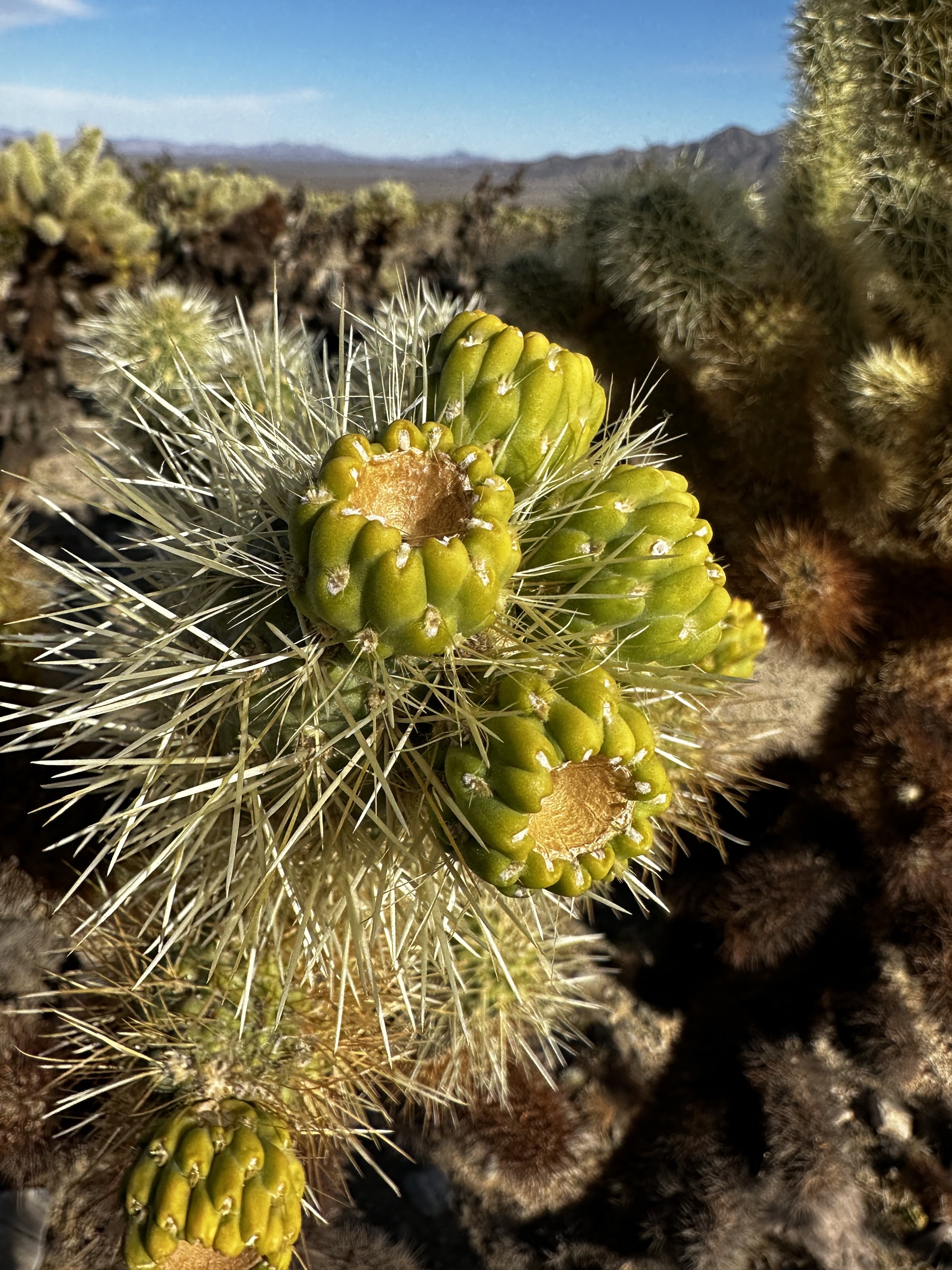 Cholla Cactus Garden