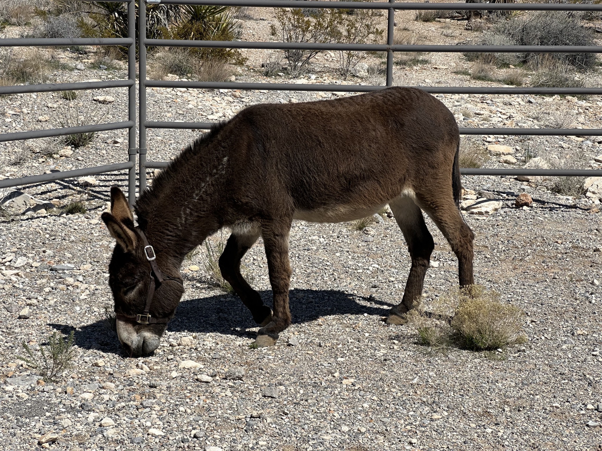 Jackson the burro