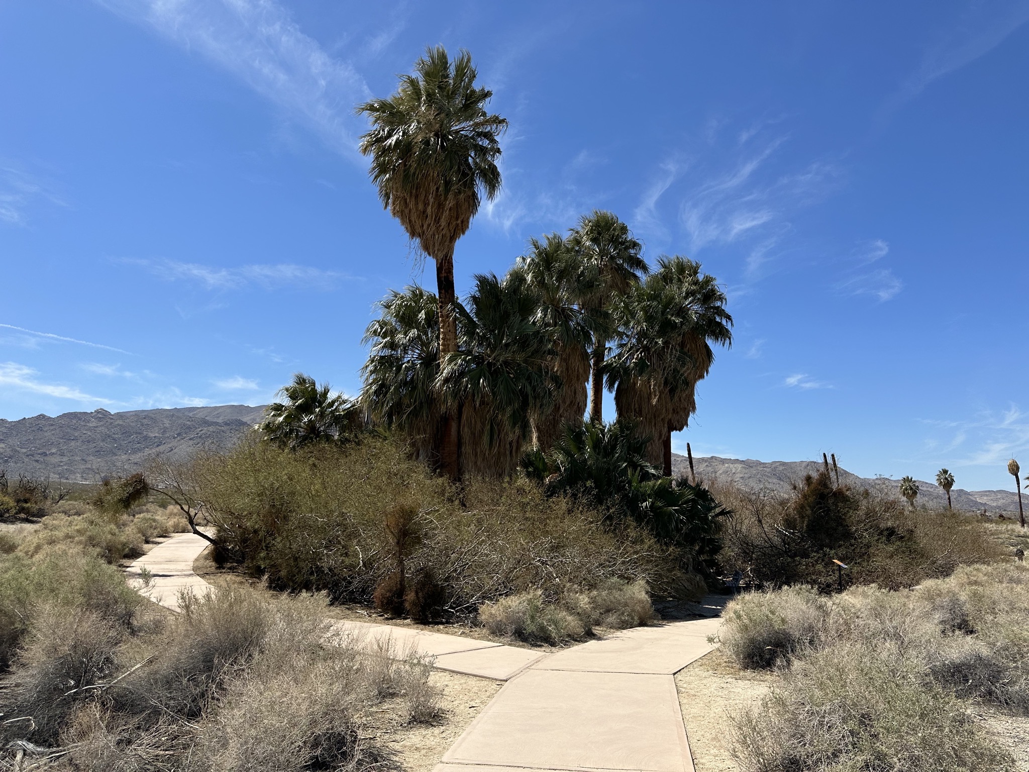 Oasis