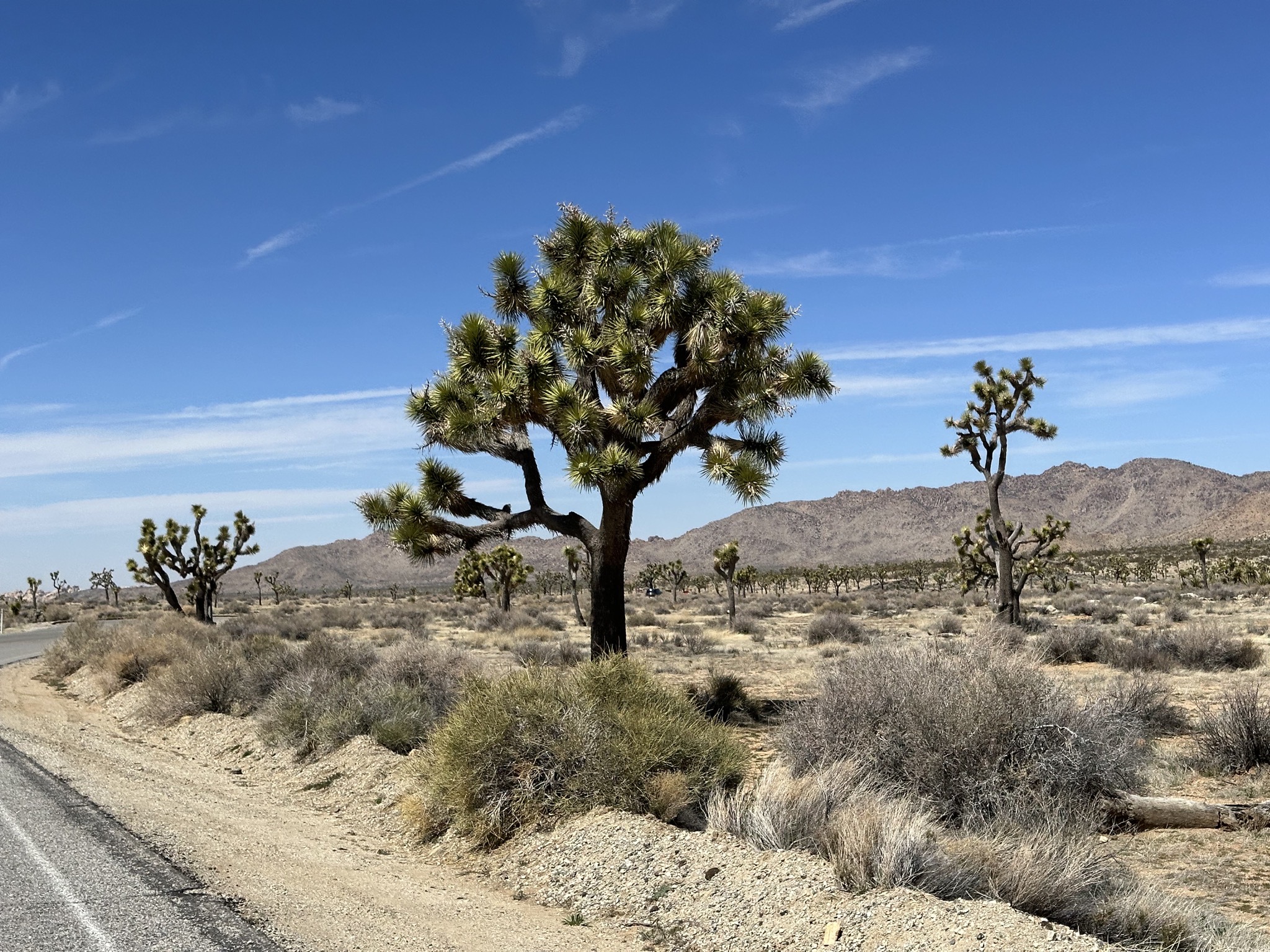 Joshua trees