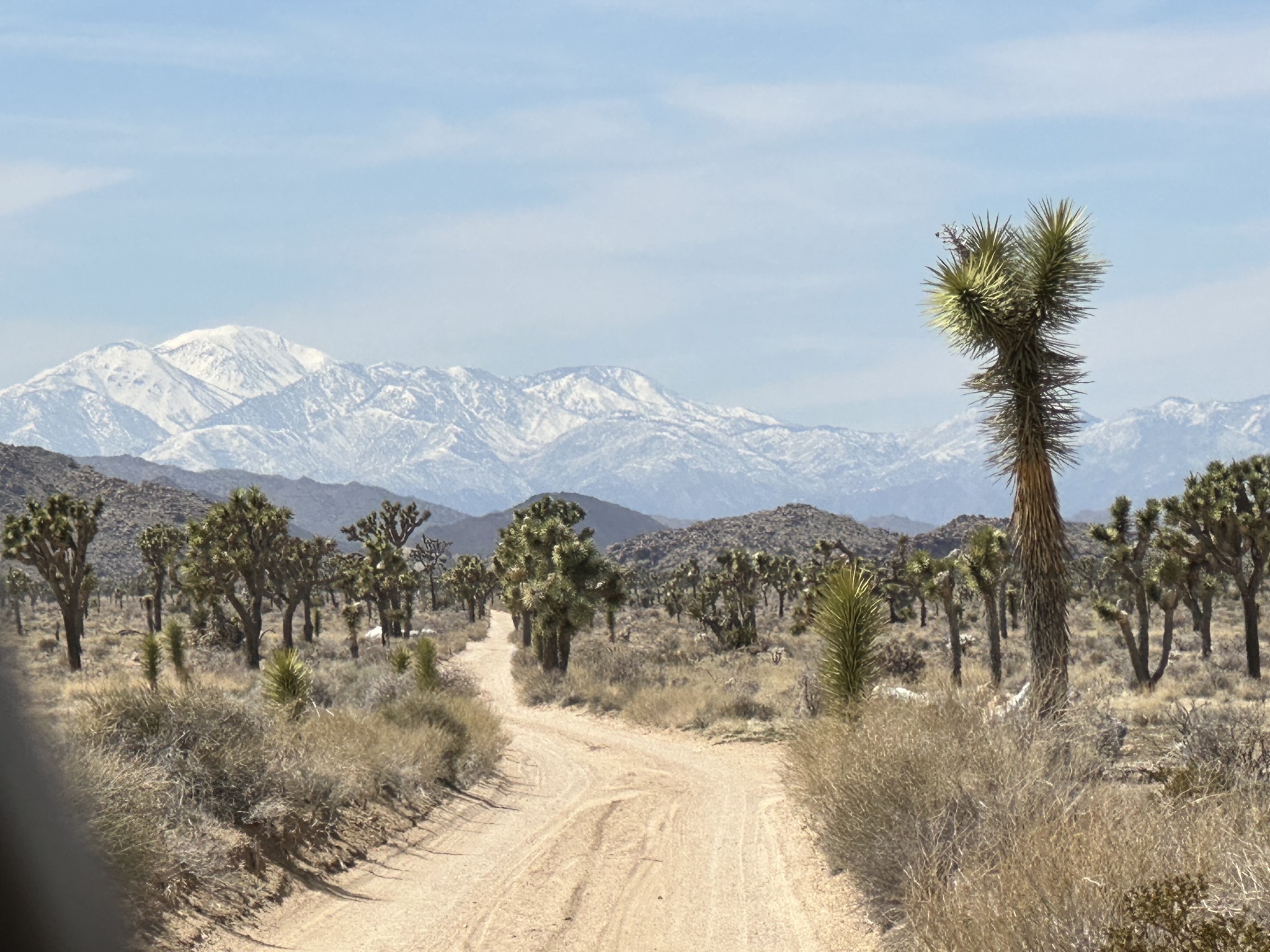Dirt road, Joshua trees, mountains