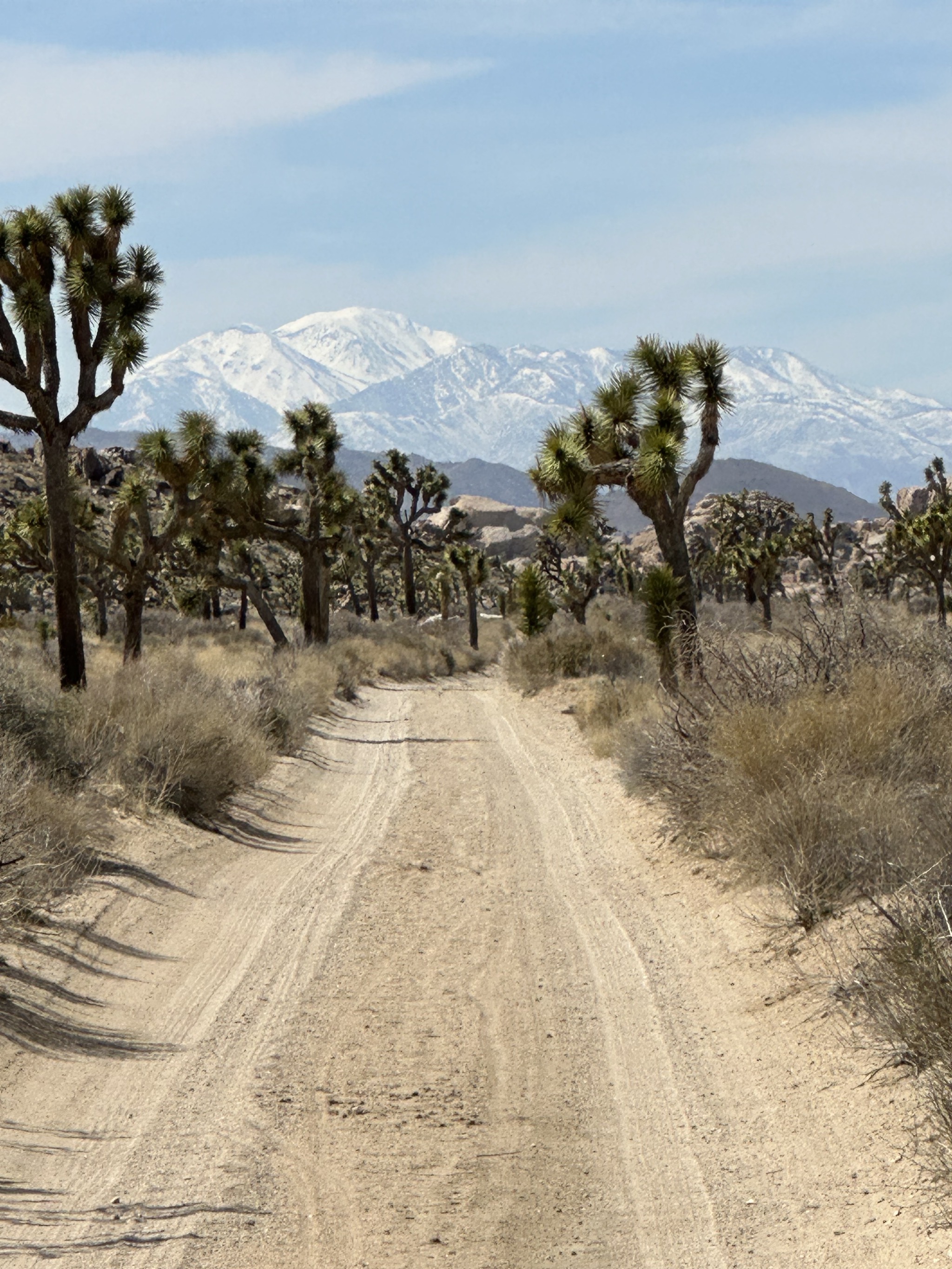 Dirt road, Joshua trees, mountains