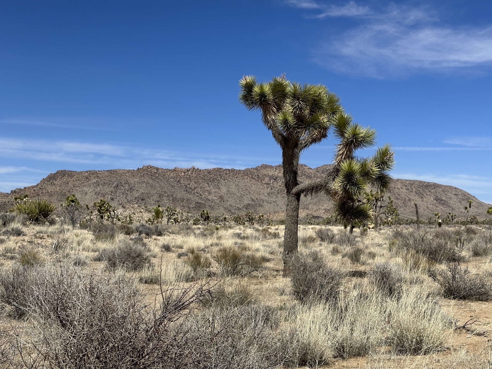 Joshua trees