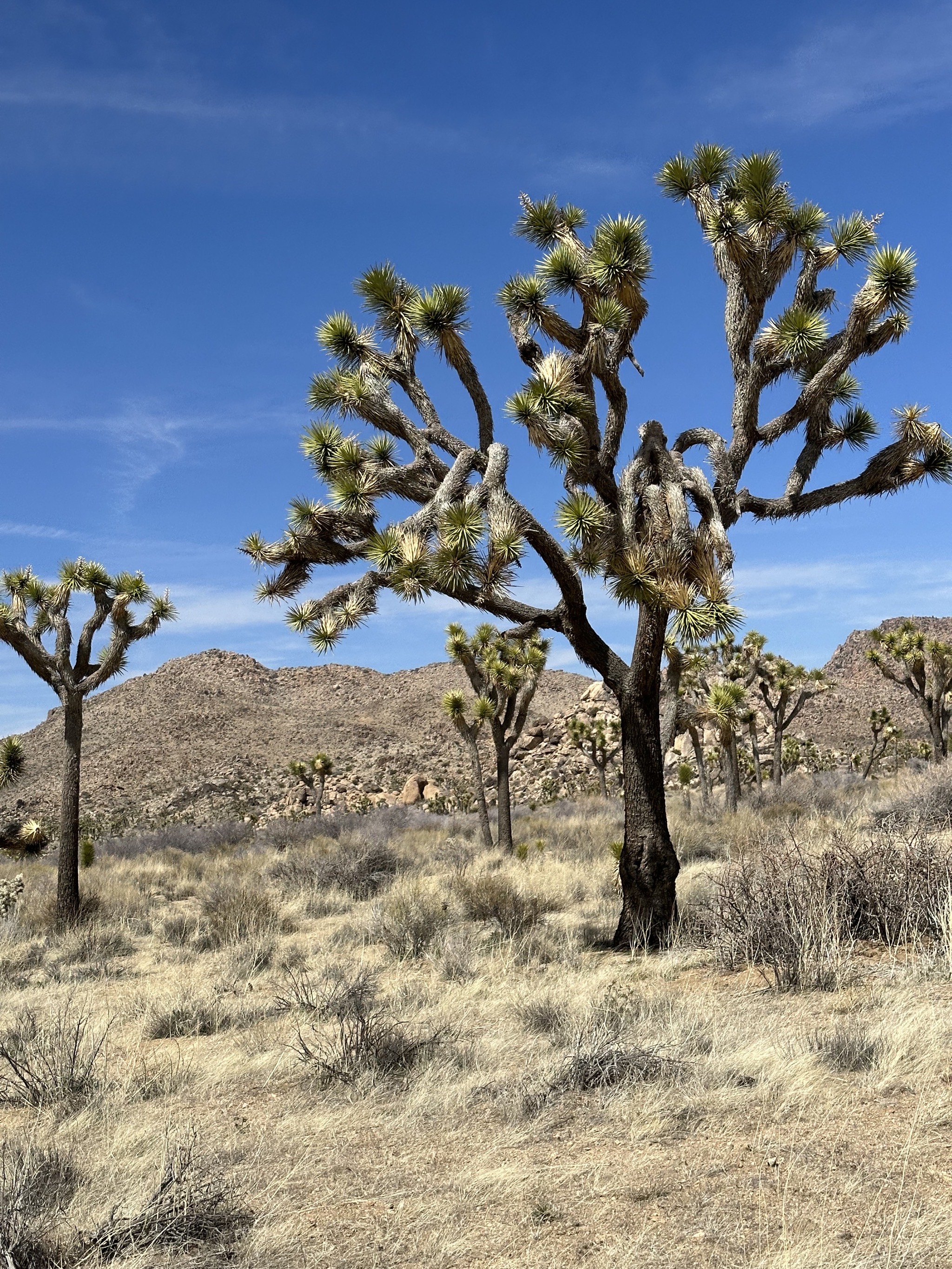 Joshua trees