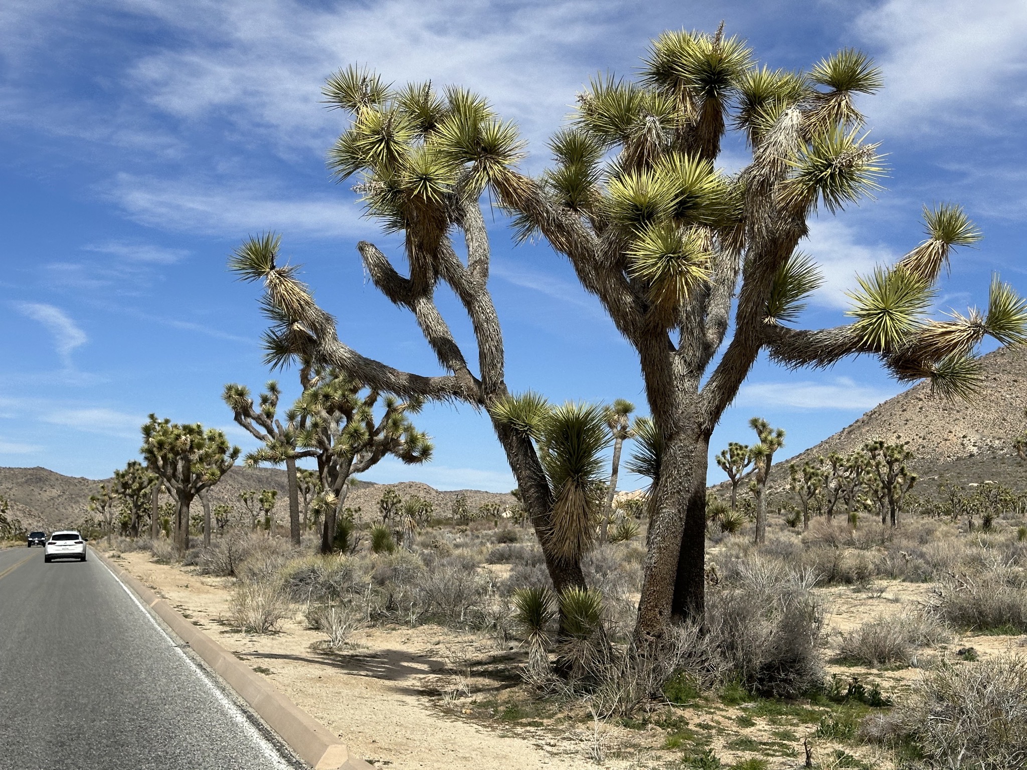 Joshua trees