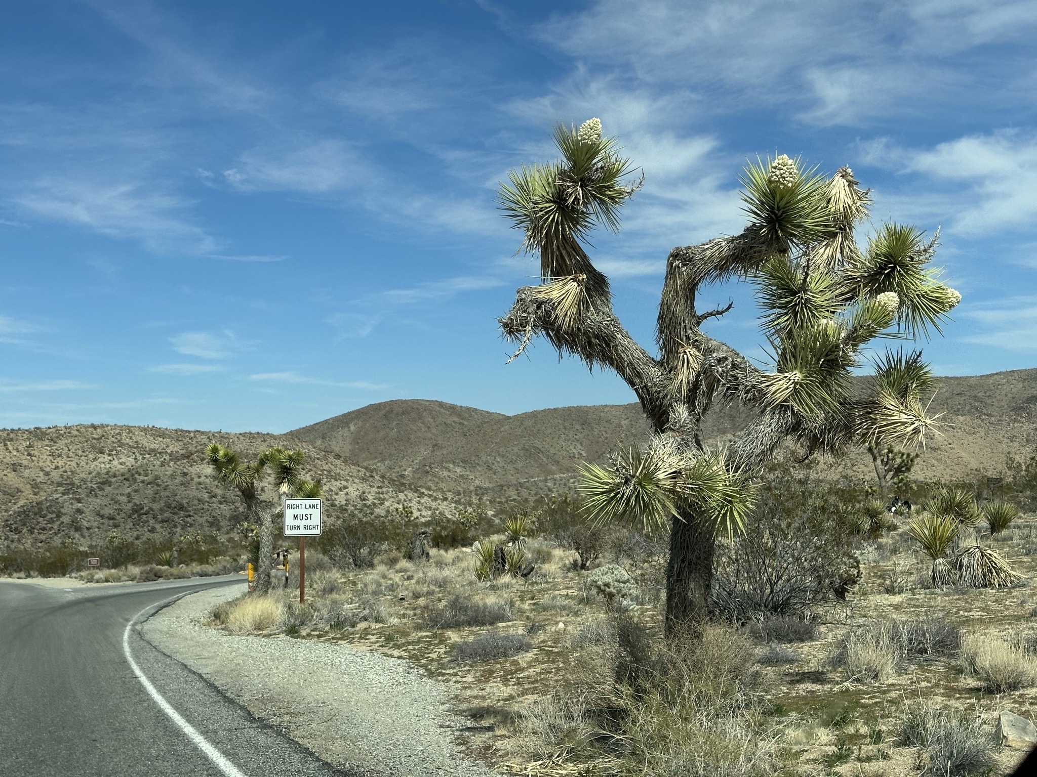 Joshua trees