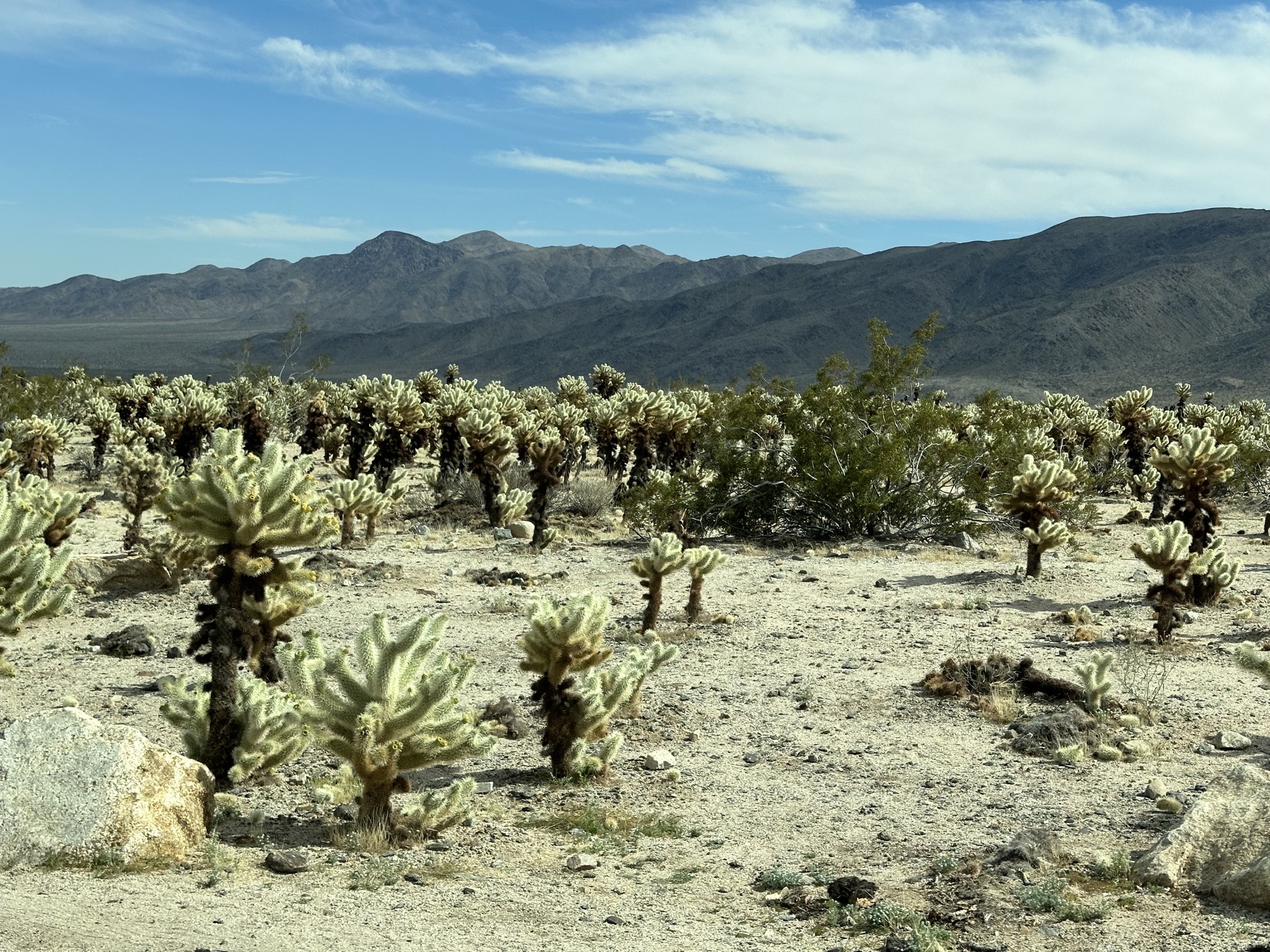 Joshua trees