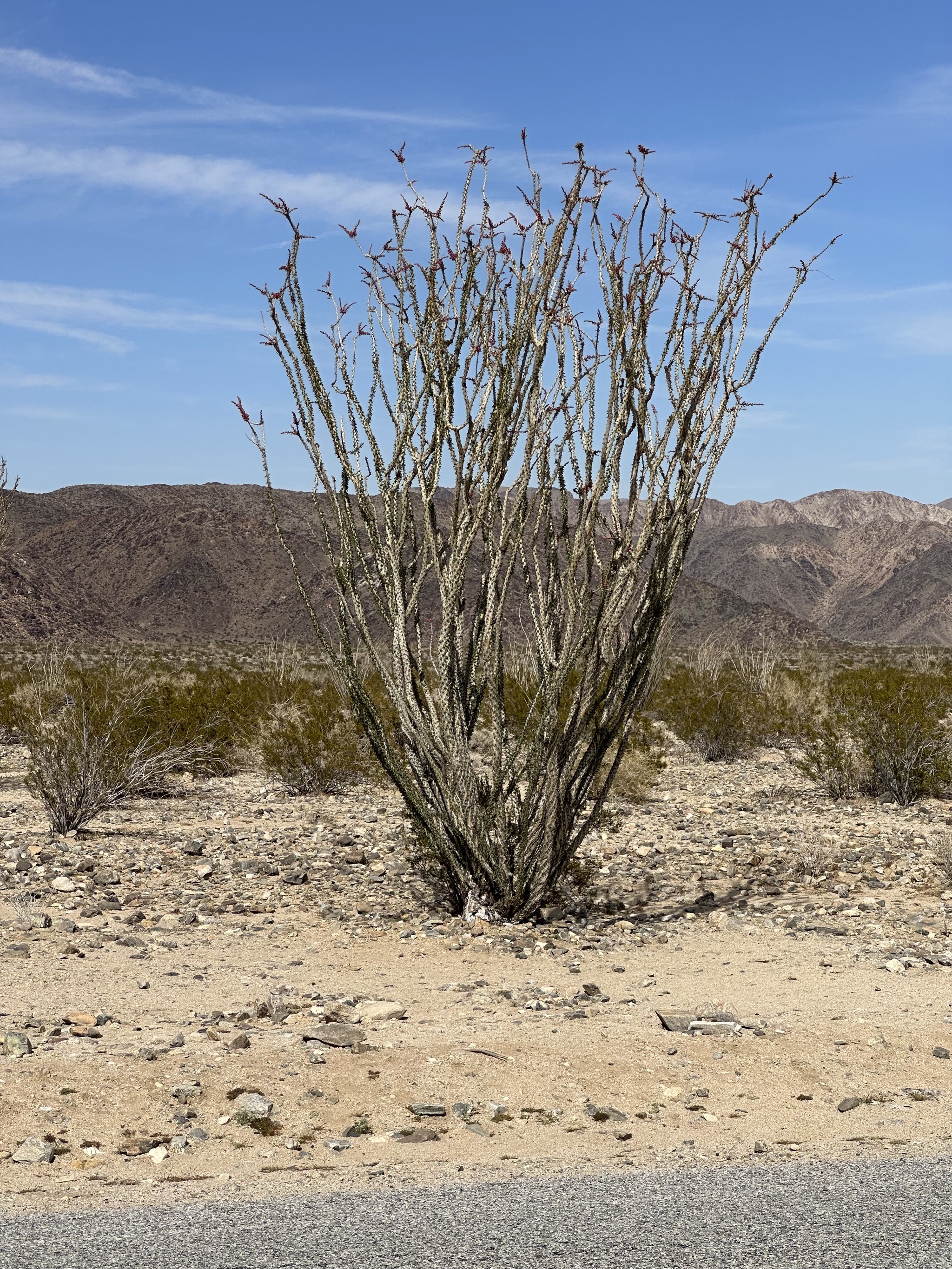 Ocotillo