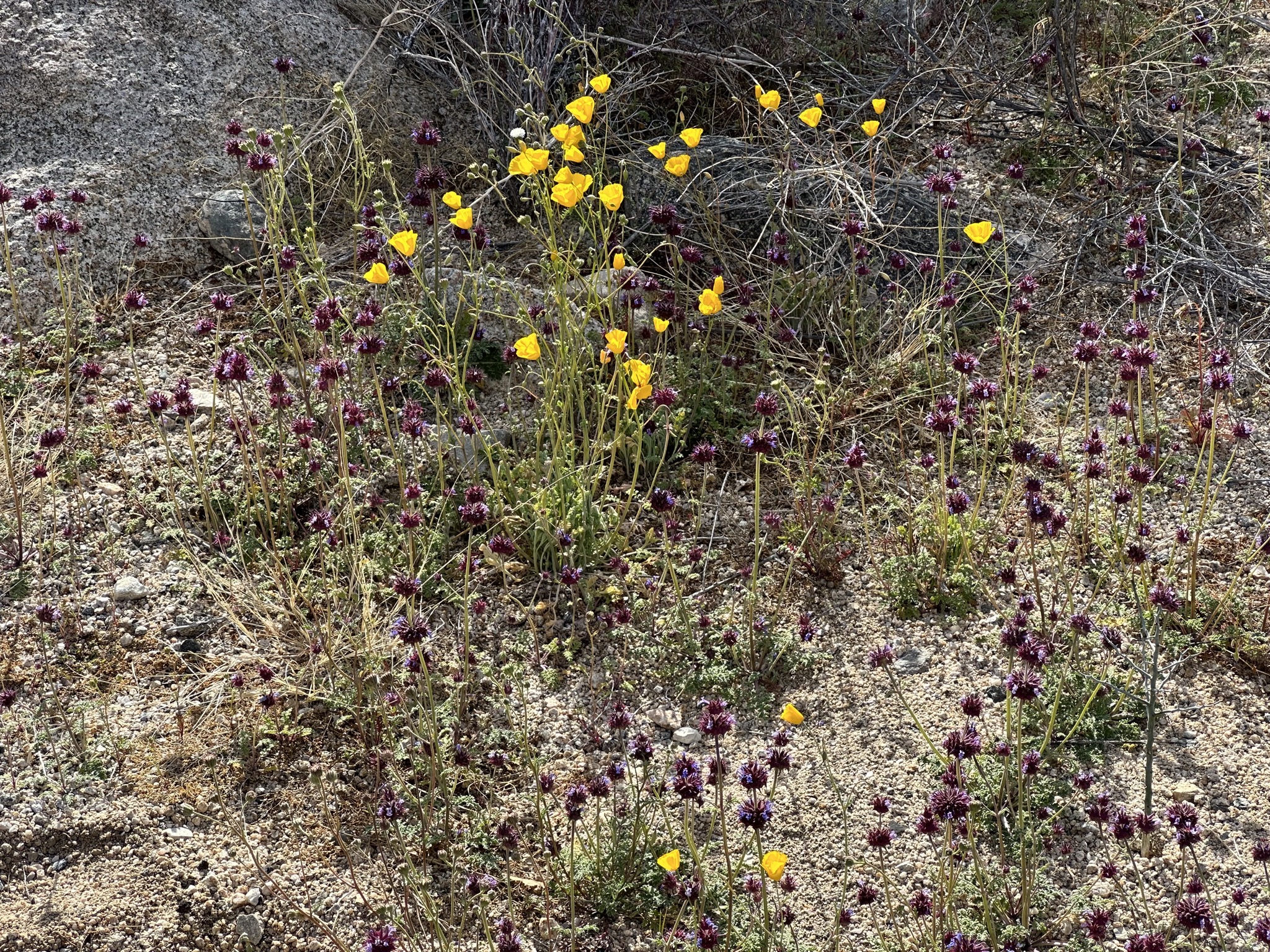 Wildflowers
