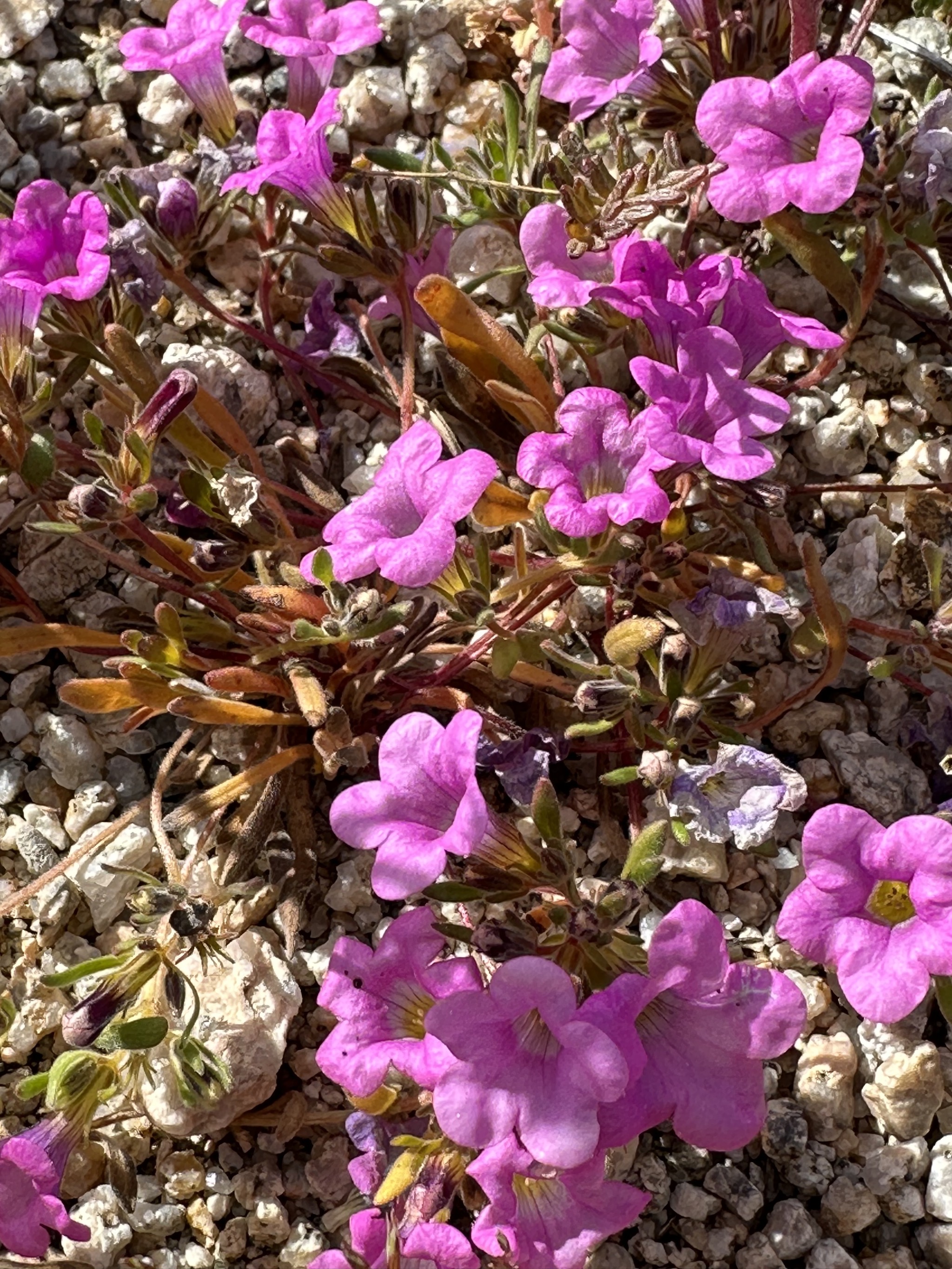 Wildflowers