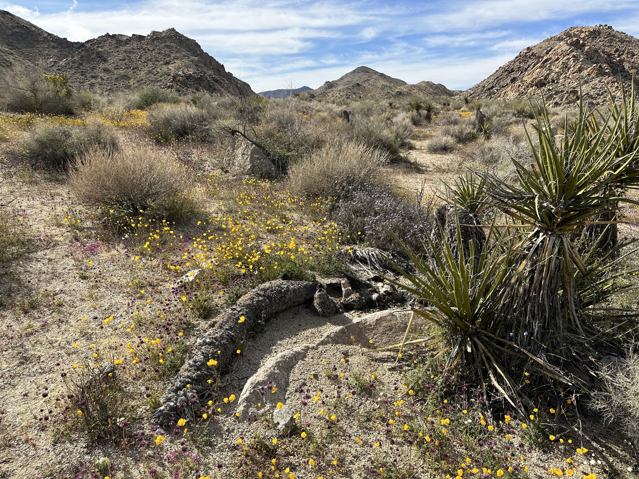 Wildflowers