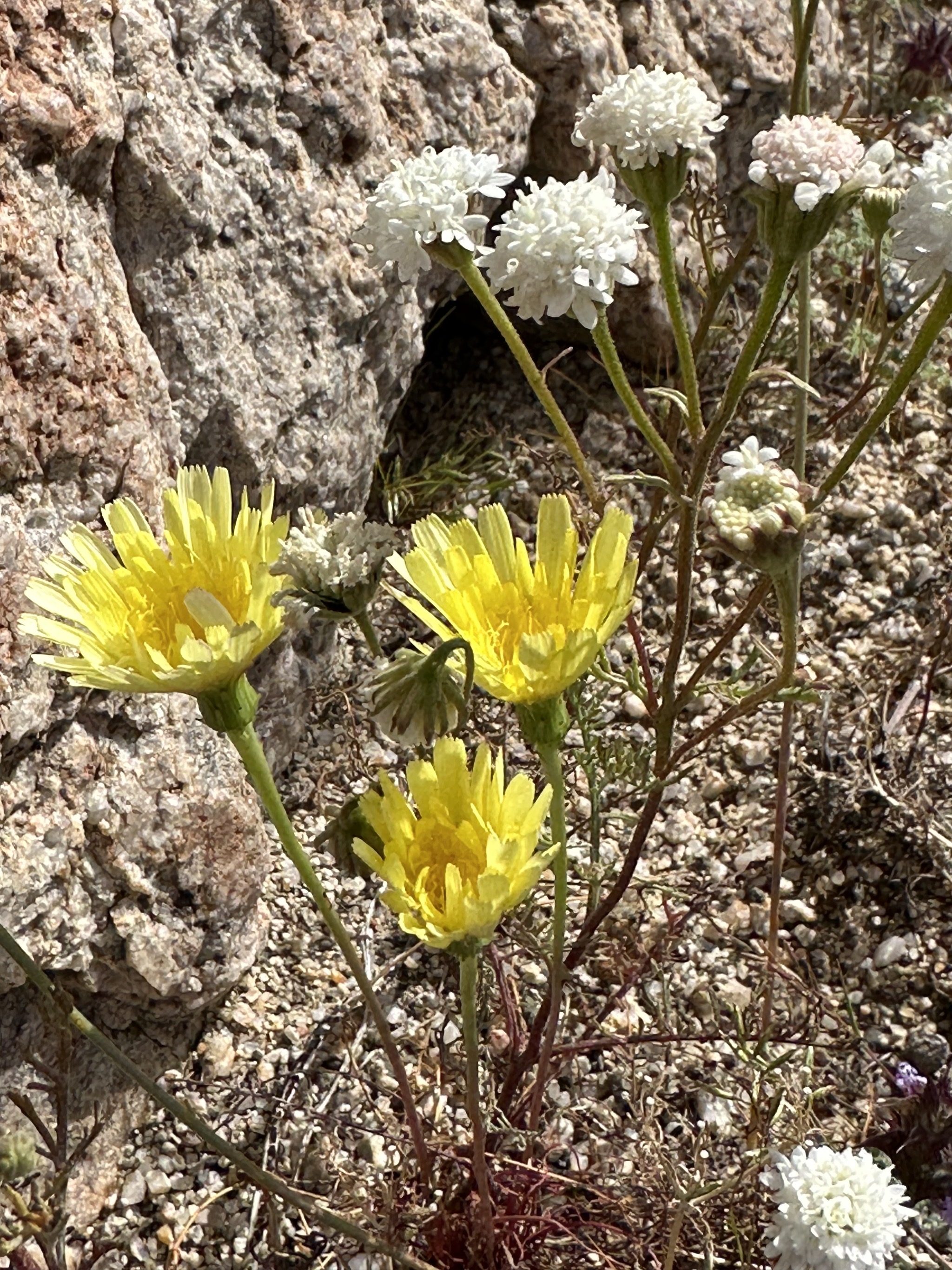 Wildflowers
