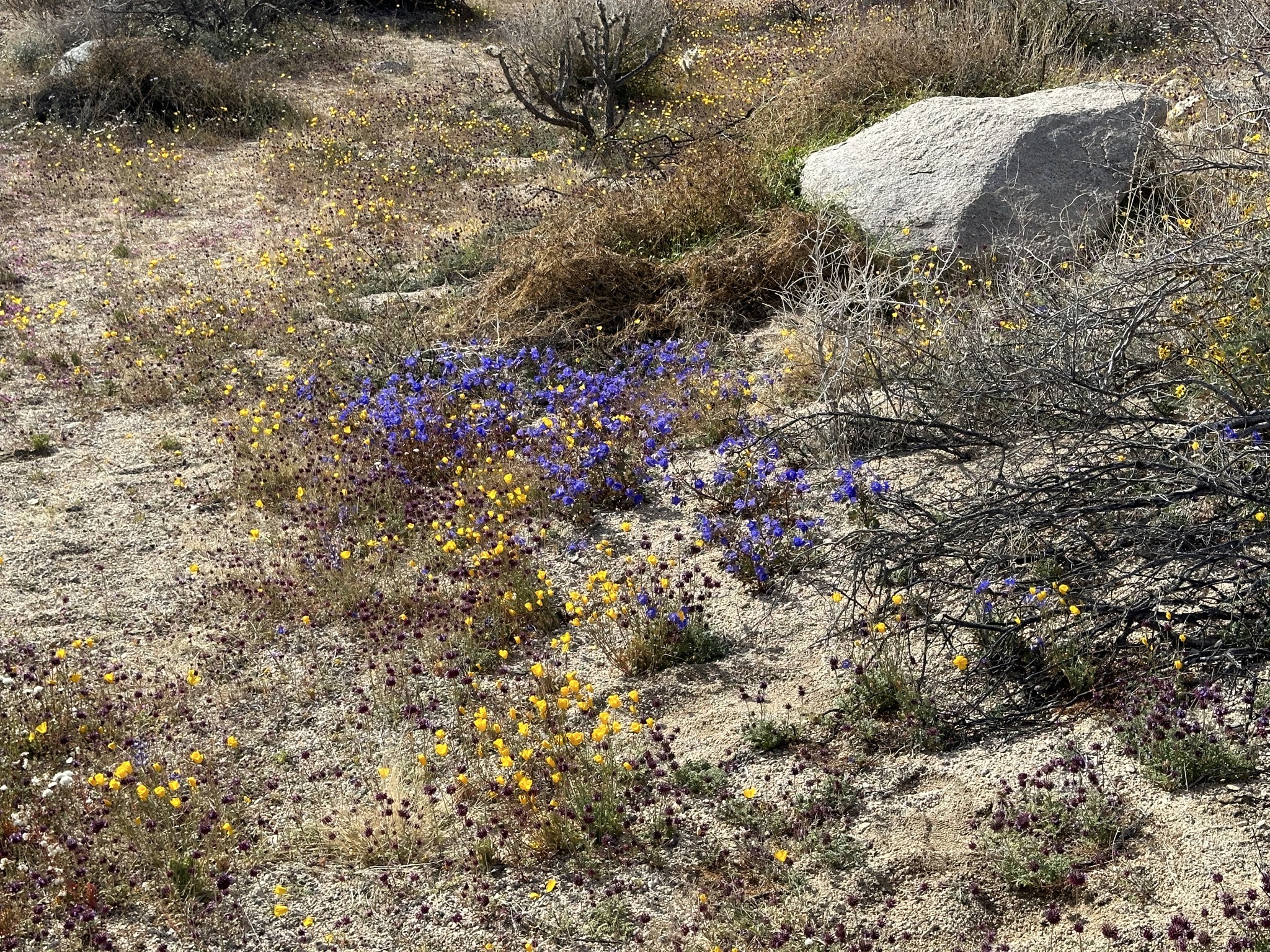 Wildflowers