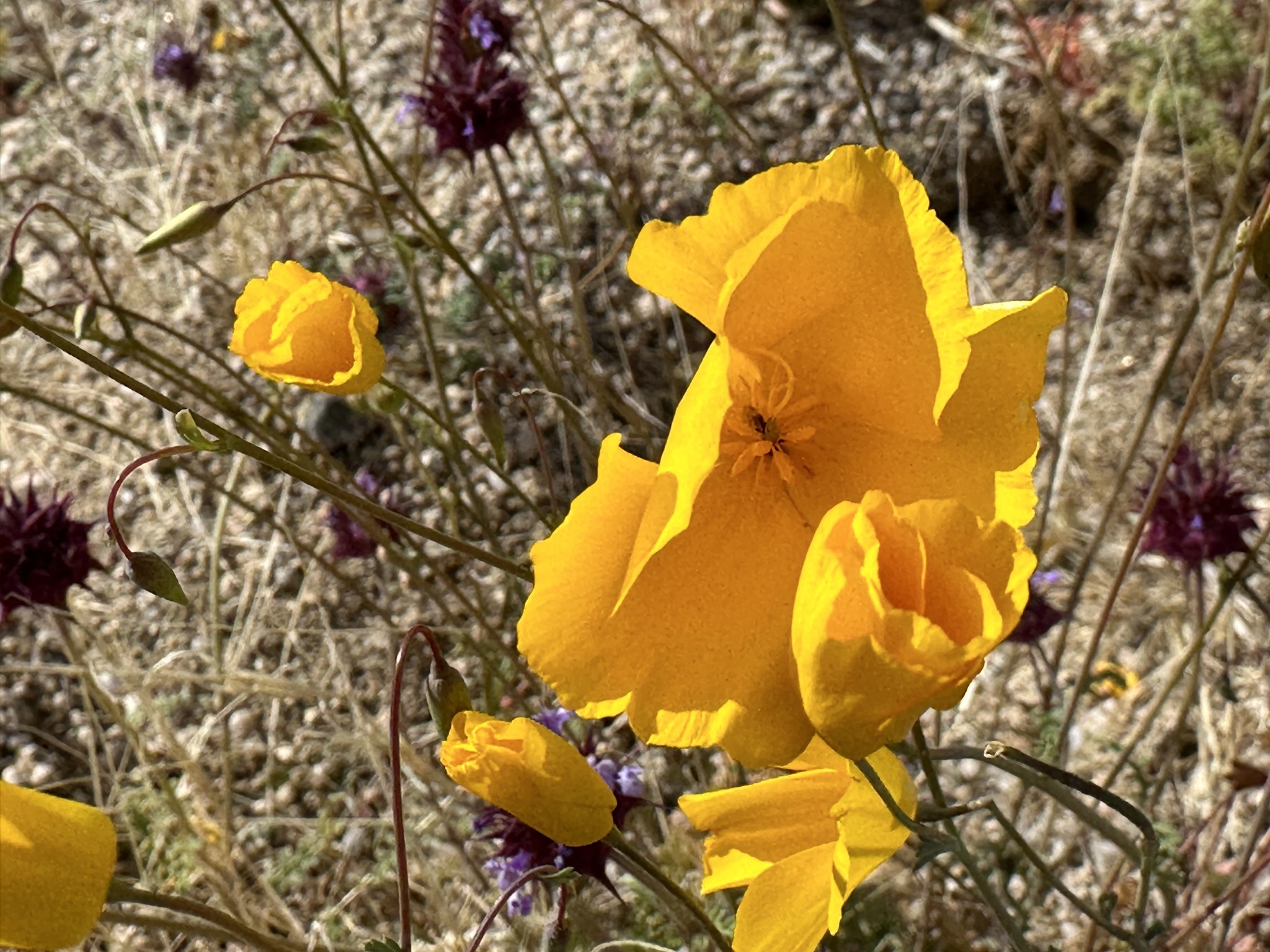 Wildflowers