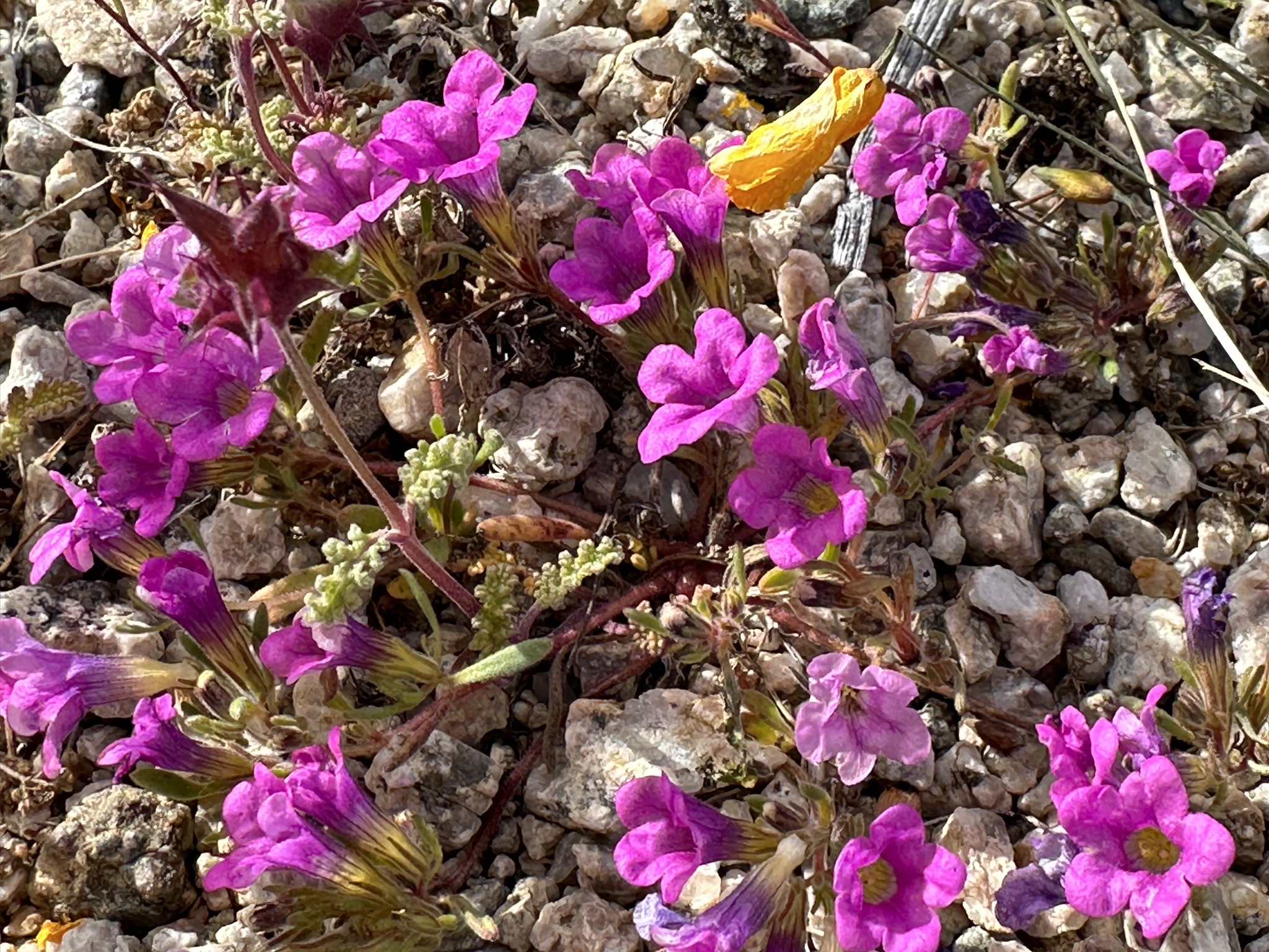 Wildflowers