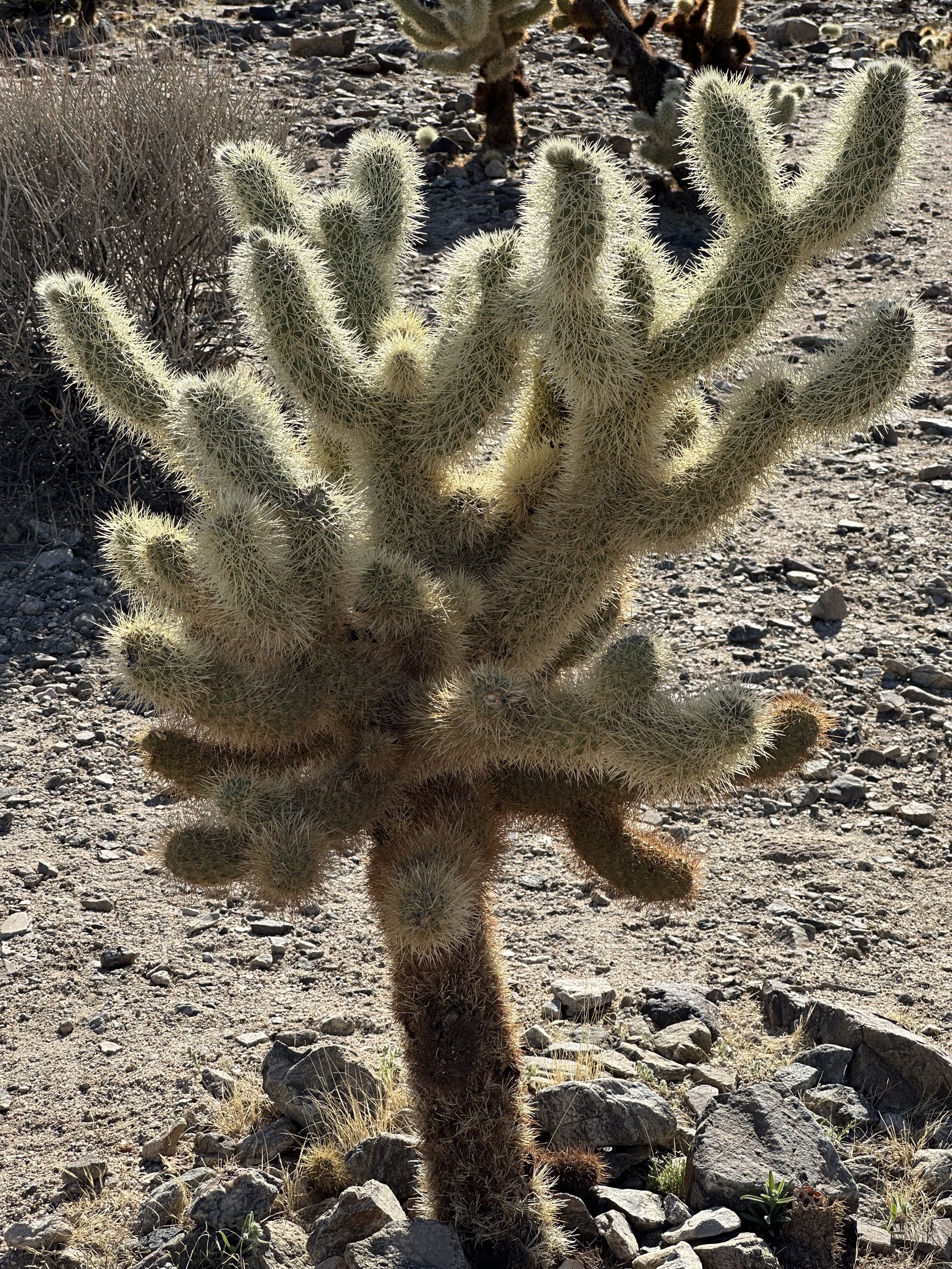 Cholla Cactus Garden