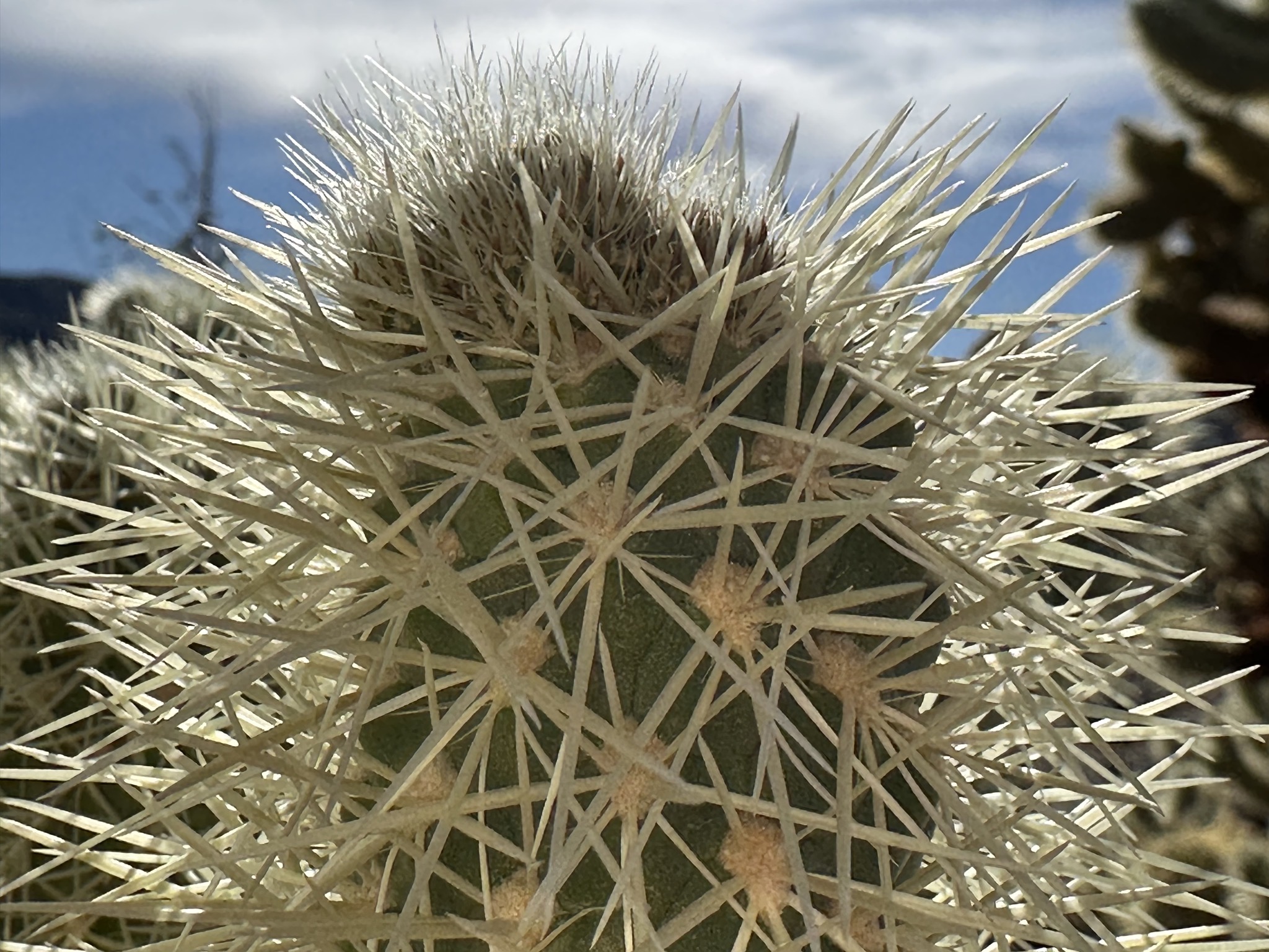 Cholla Cactus Garden
