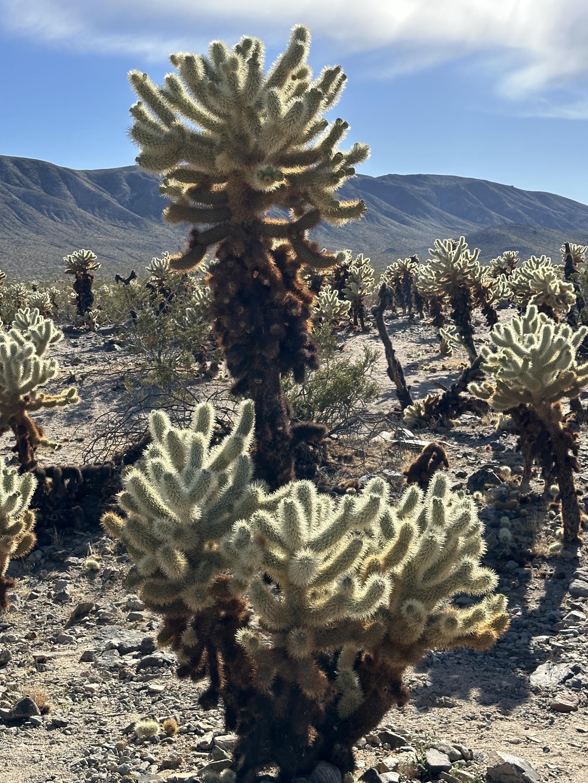 Cholla Cactus Garden