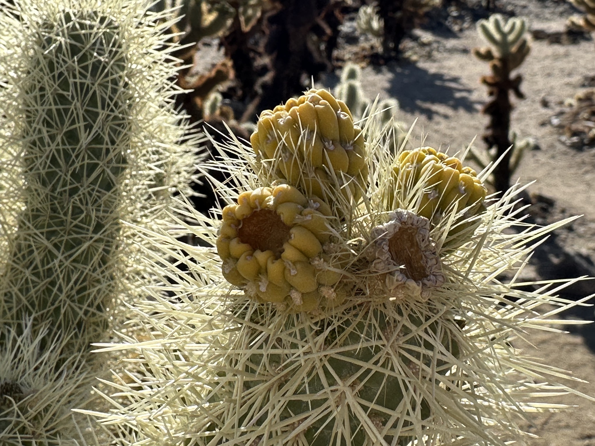 Cholla Cactus Garden