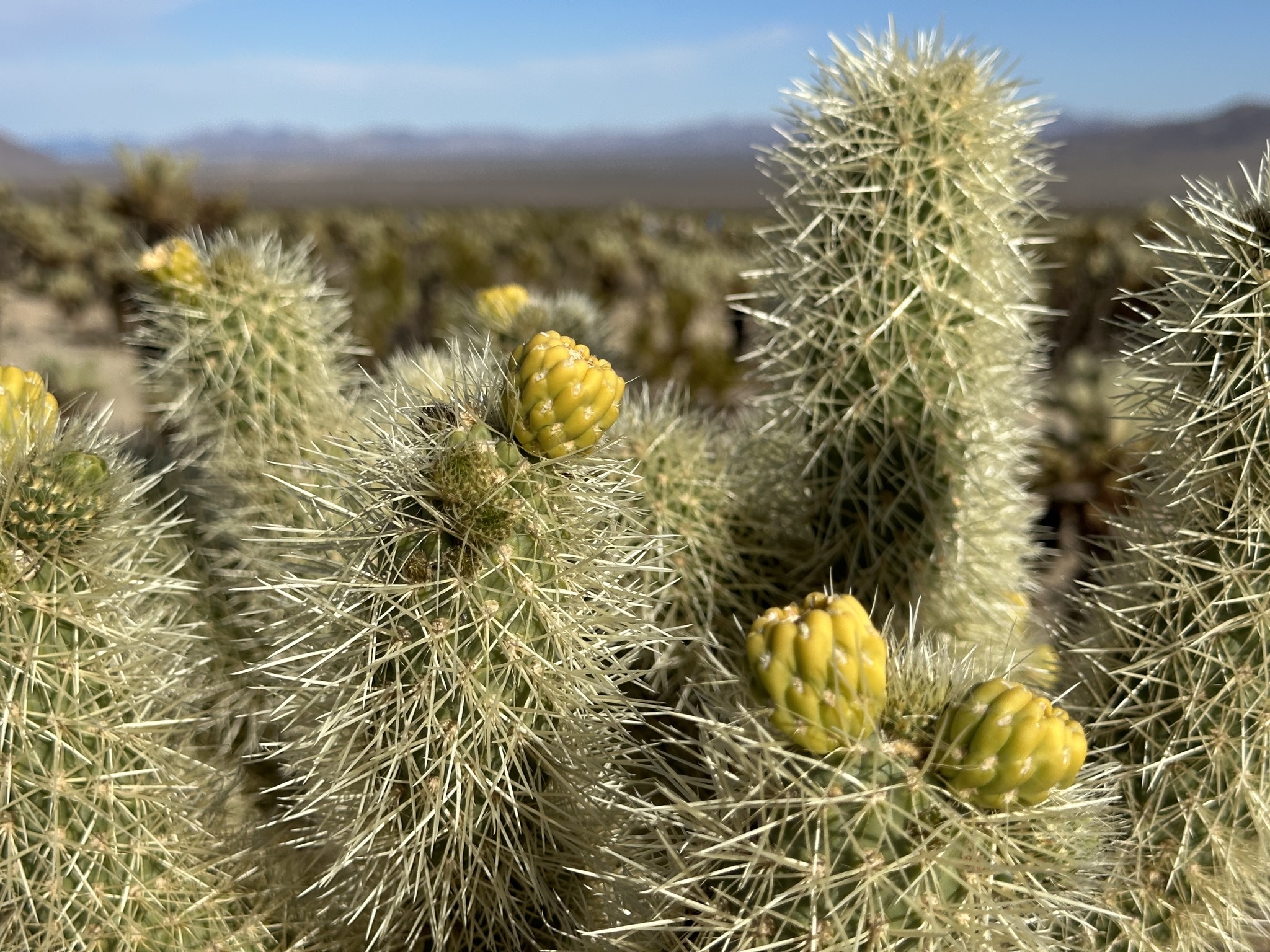 Cholla Cactus Garden