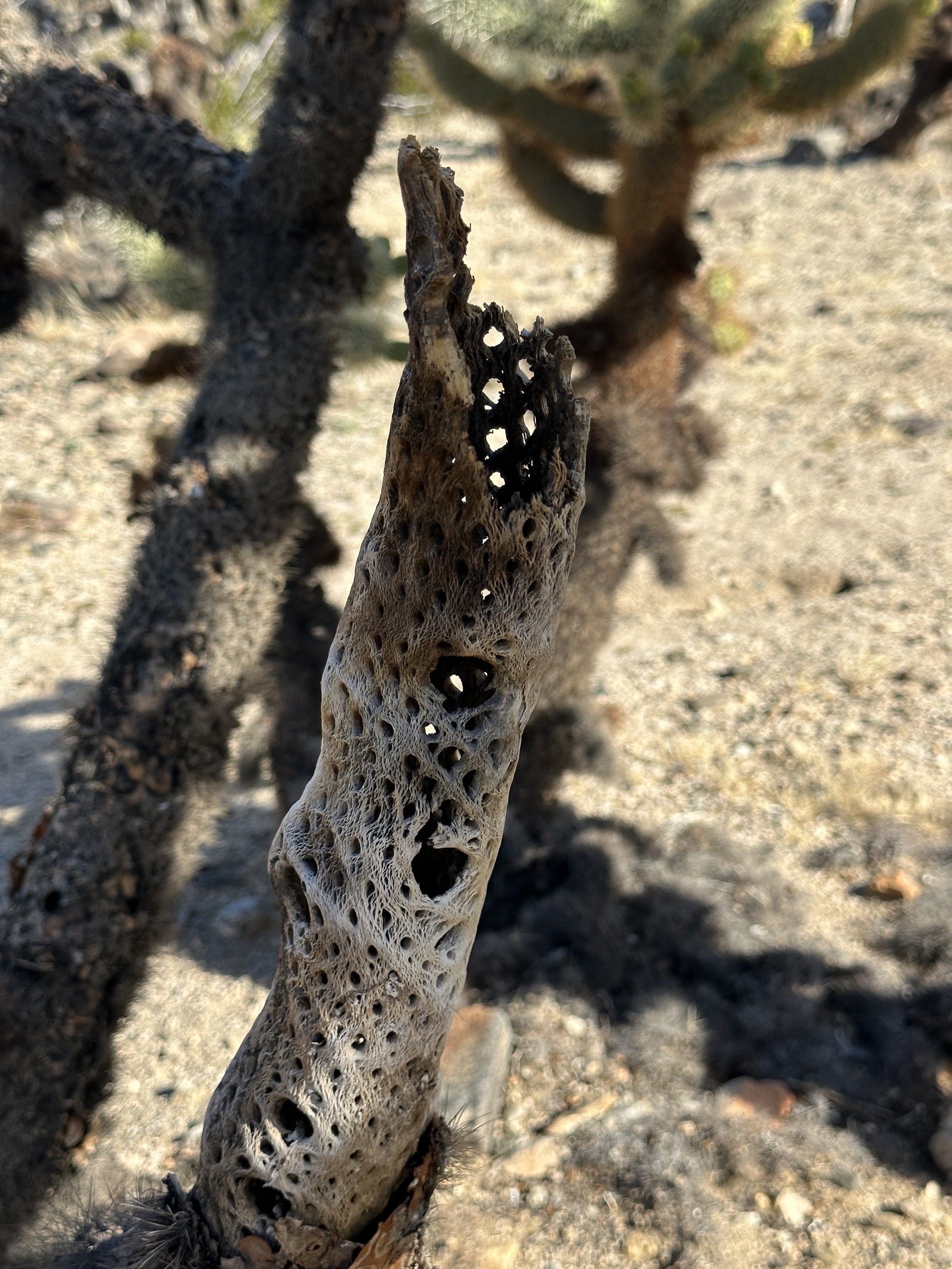 Cholla Cactus Garden