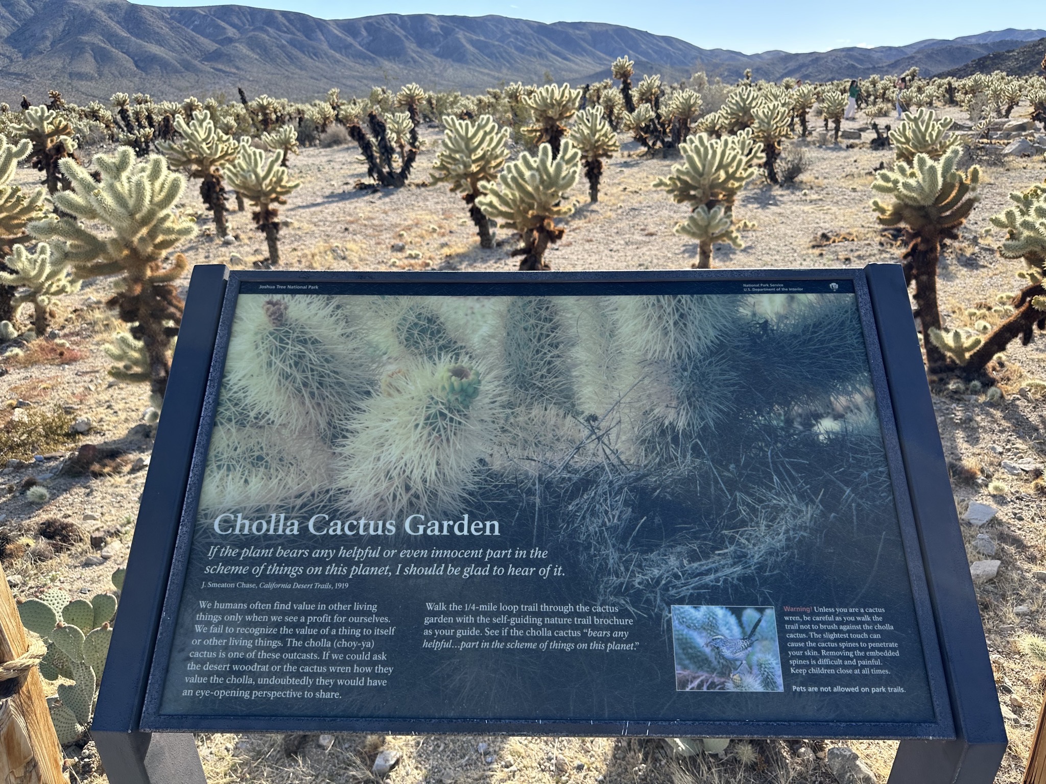 Cholla Cactus Garden
