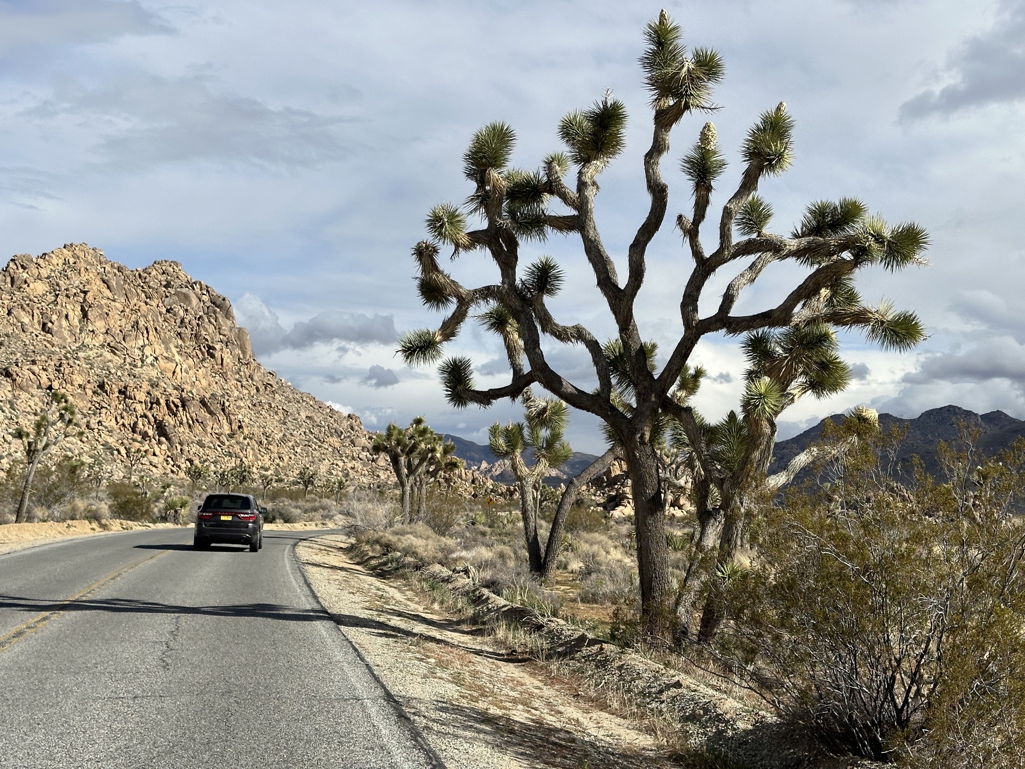 Joshua trees
