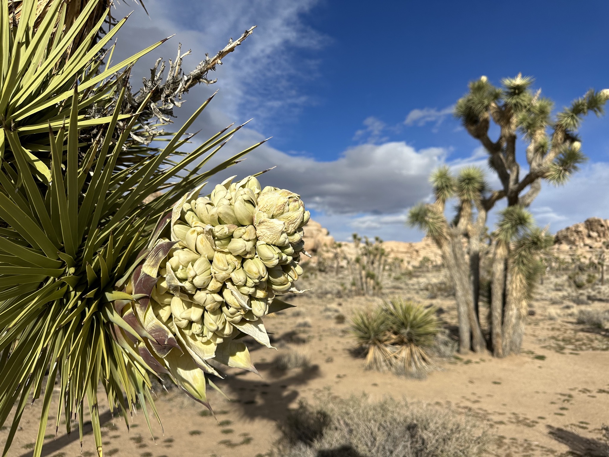Barker Dam hike