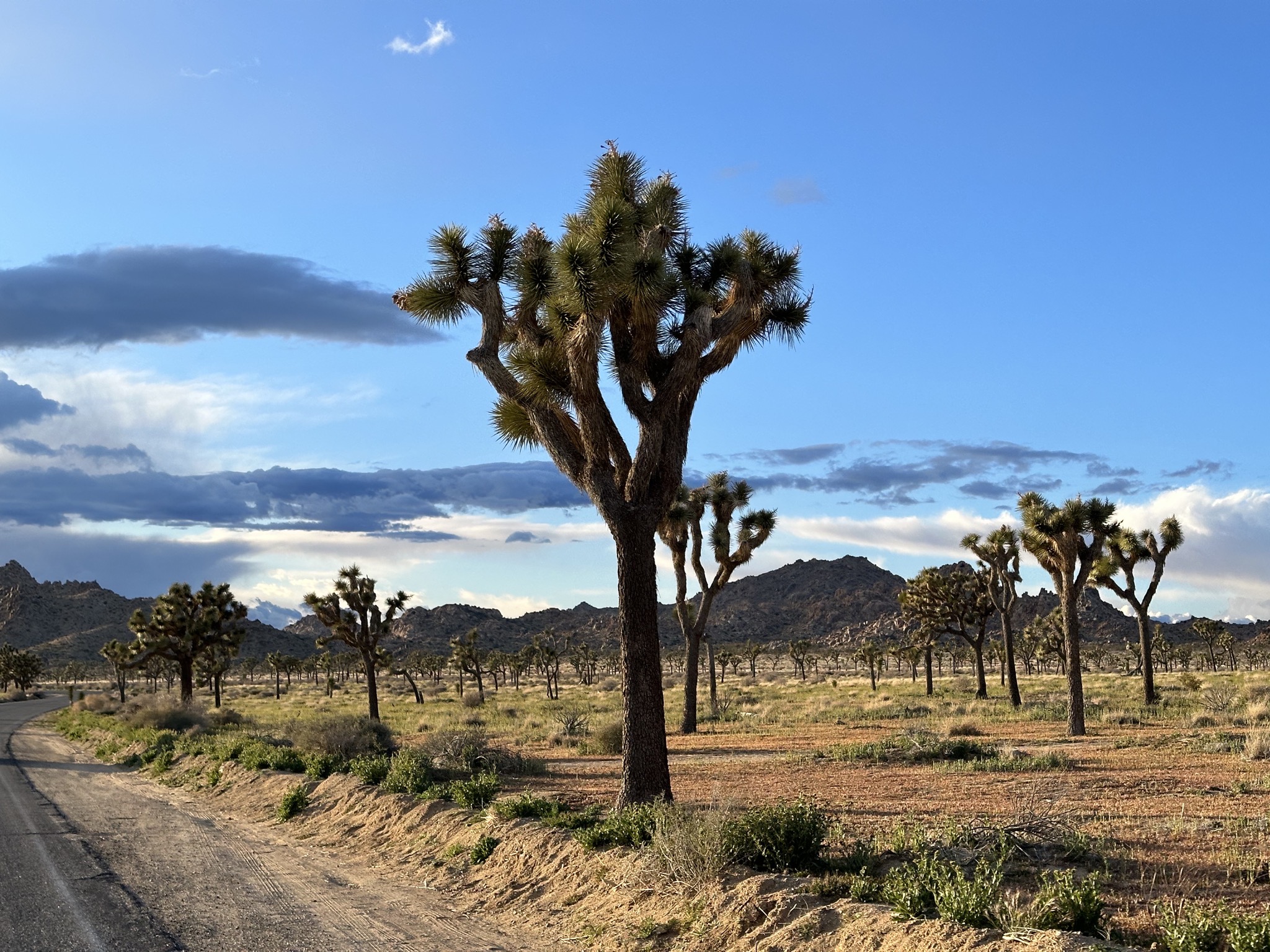 Joshua trees