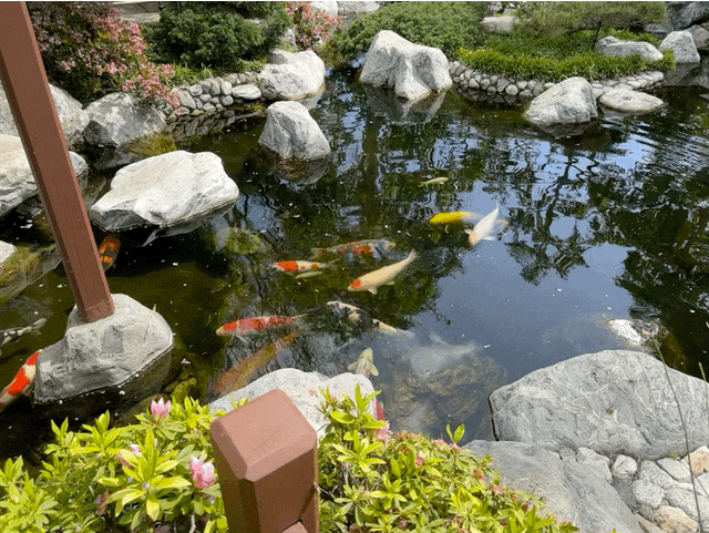 Japanese Friendship Garden